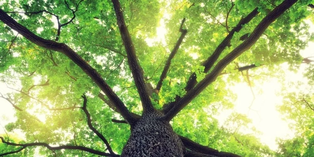 Oak Tree Barrier Meditation