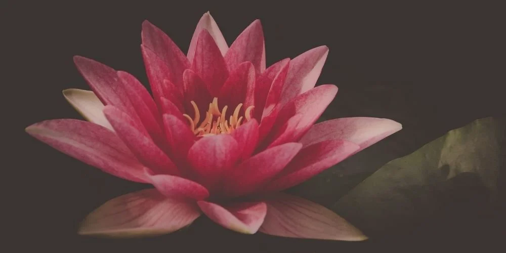 Lotus Chakra Cleanse Meditation