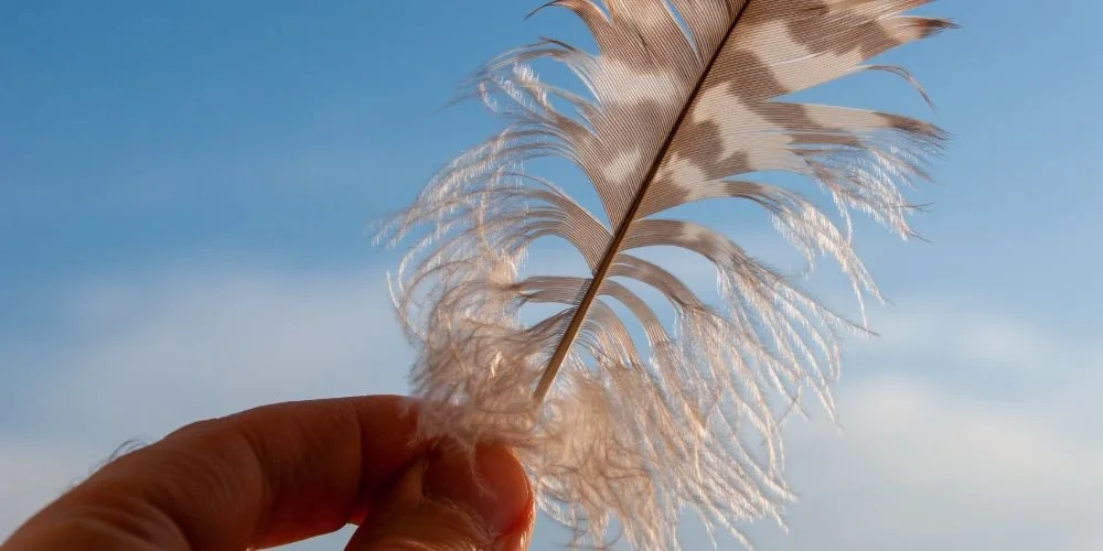 Feather Transformation Meditation