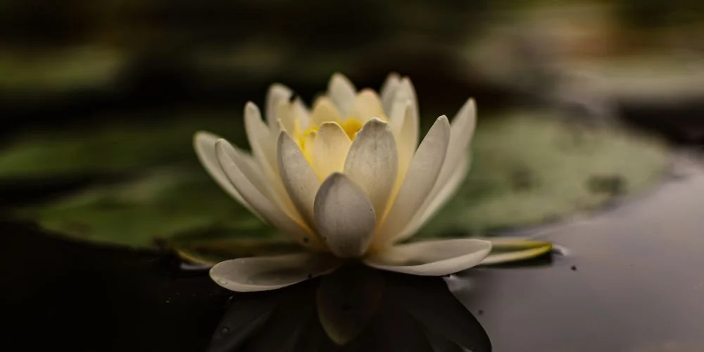 Lotus Chakra Cleanse Meditation