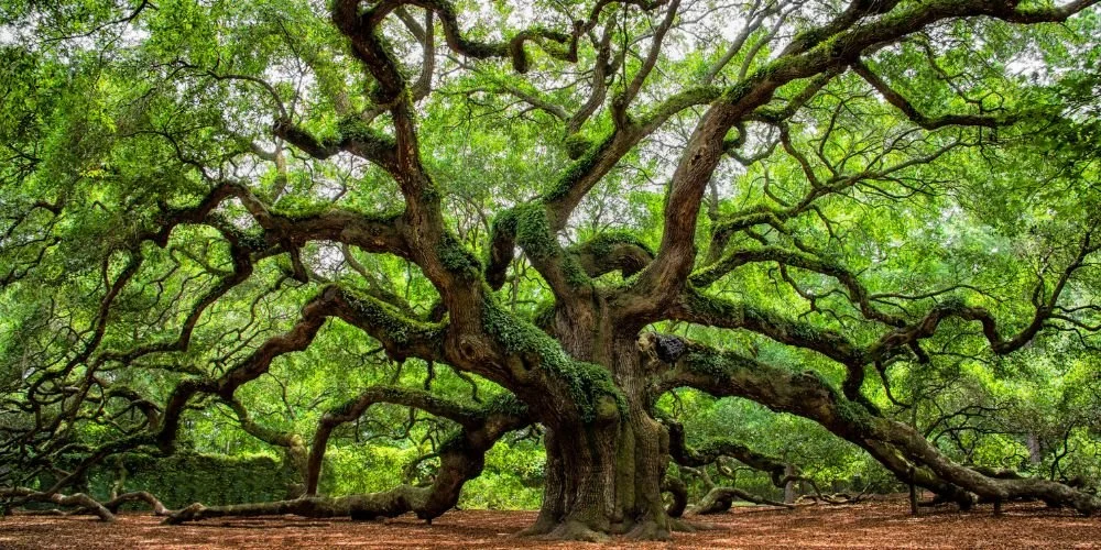 Oak Tree Barrier Meditation