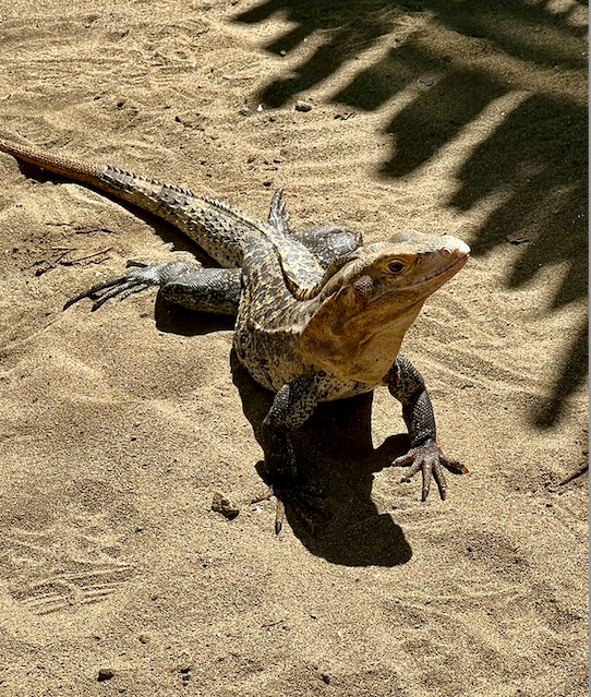 Screen Shot 2026-02-16 at 6.47.01 PM.png