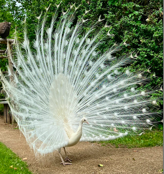 Screen Shot 2026-02-17 at 8.02.27 AM.png