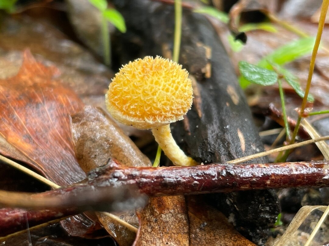 More mushrooms. My better half @miltonmushrooms and I have been working hard over the last year - running workshops, attending markets, and developing new zines and mushy merch for other fungi lovers. This year is the 10th anniversary of Milton Mushr