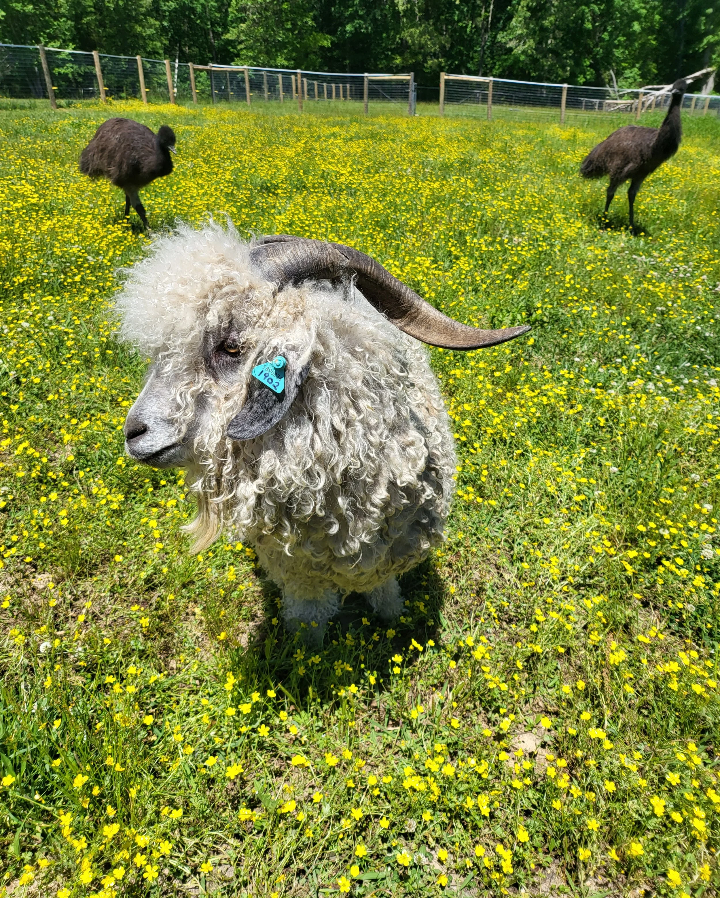Angora goat with curly hair and long horns in a field with two emu in the background