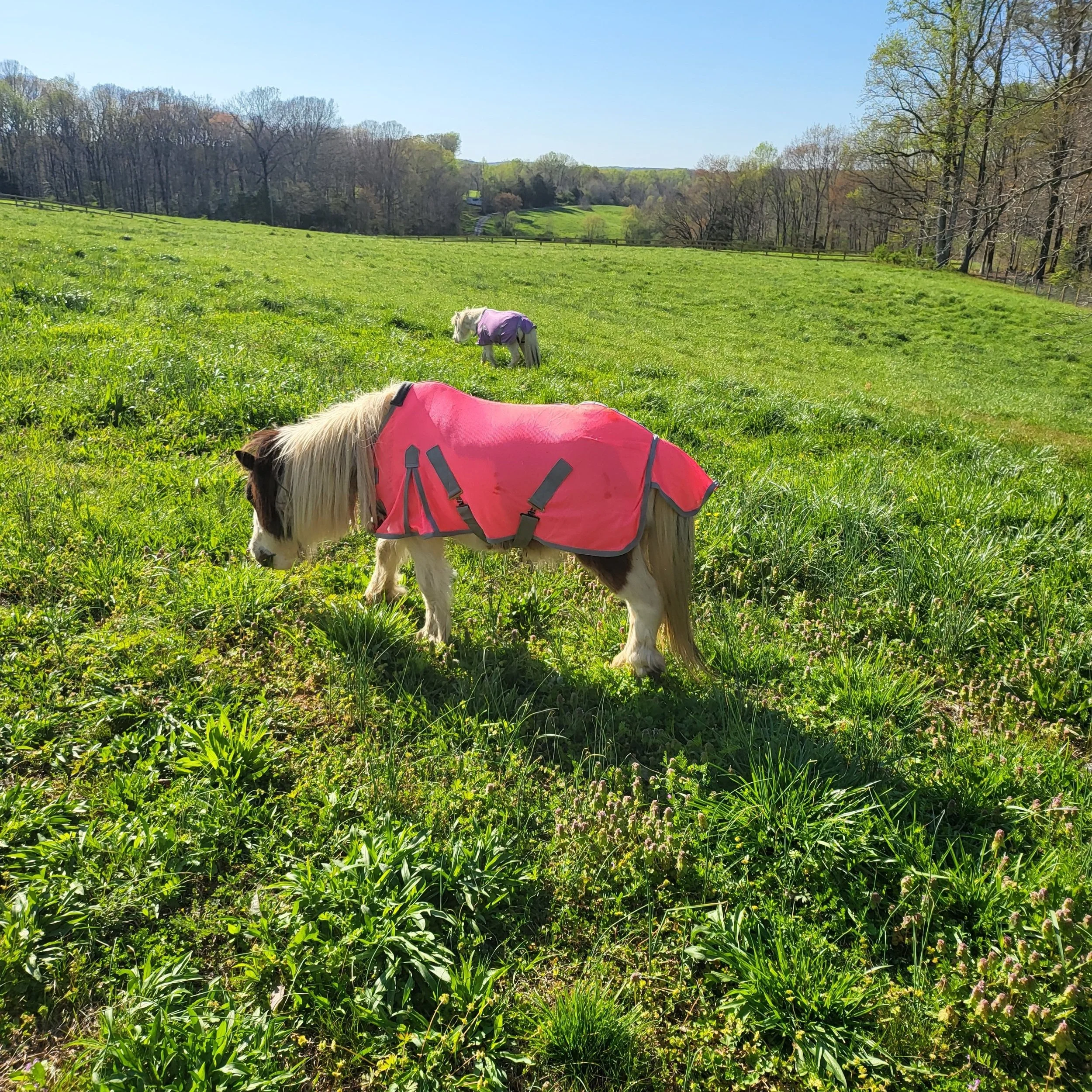 Miniature horse with a jacket on in a field