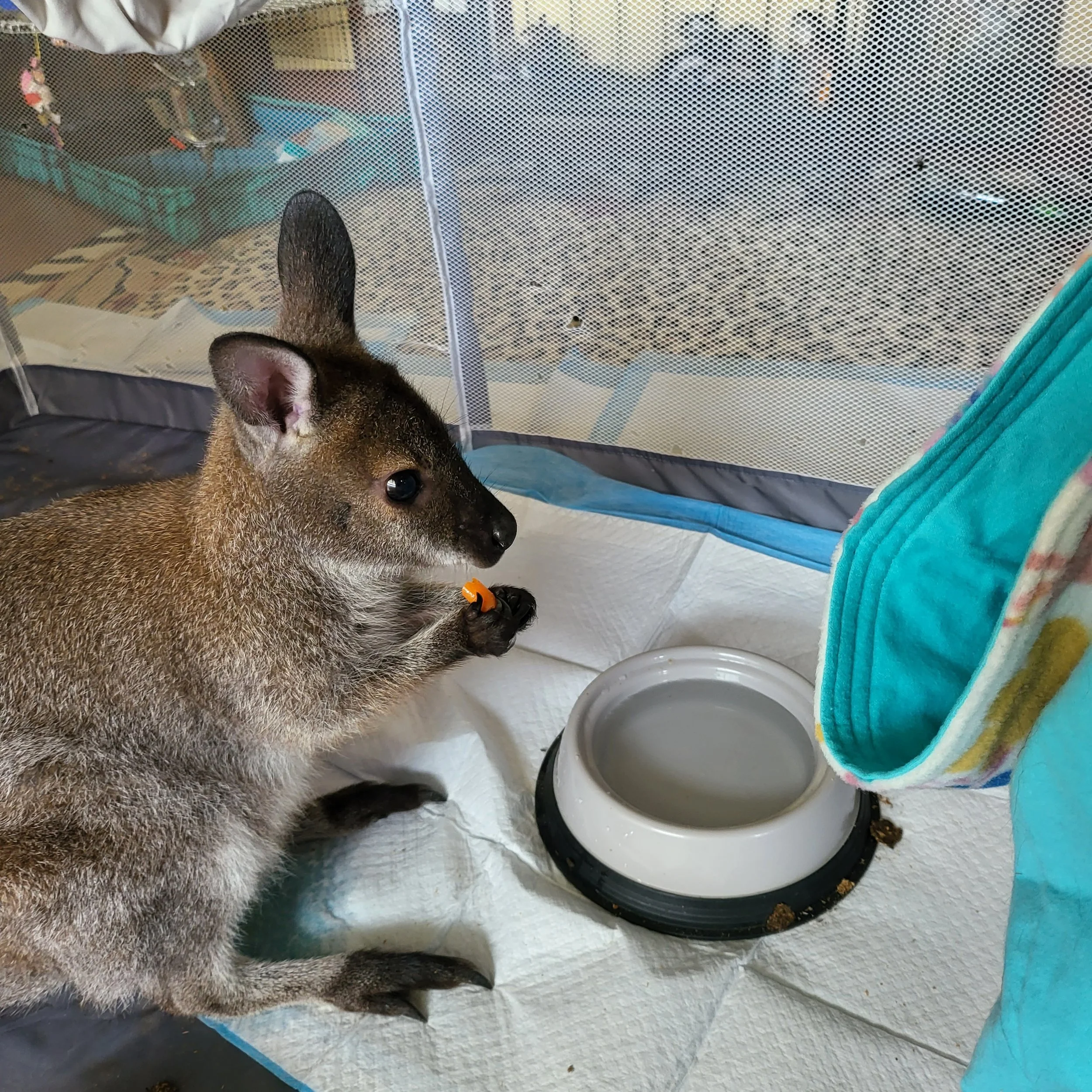 Wallaby eating a carrot in an enclosure