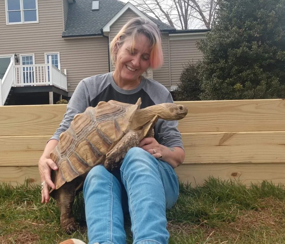 Woman with large tortoise climbing into her lap