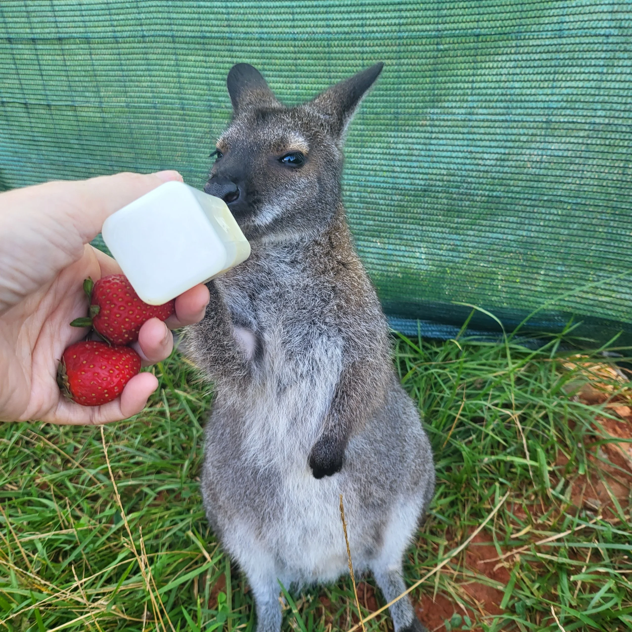 Wallaby drinking from a hand-held bottle