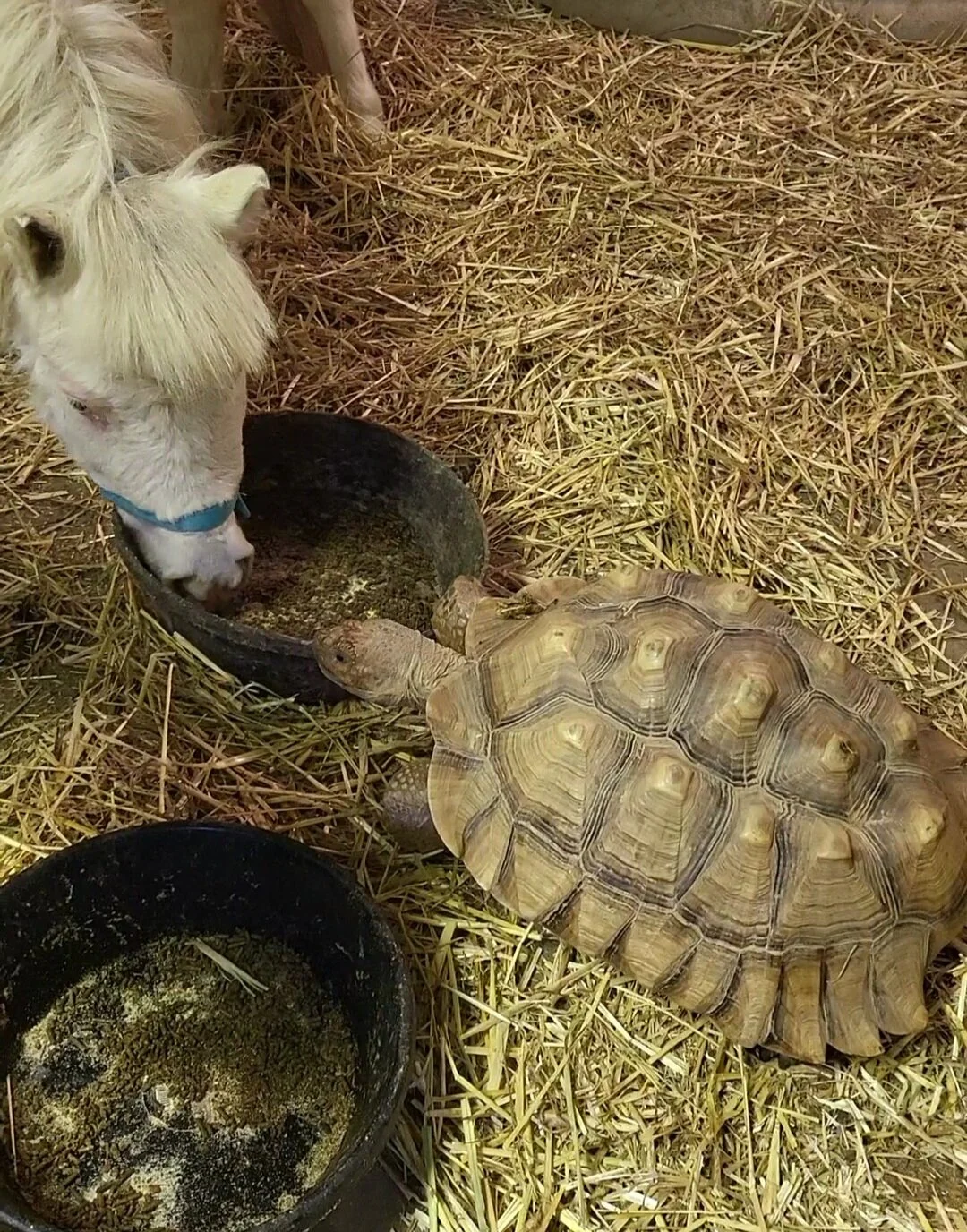 Tortoise and miniature horse sharing a food bowl