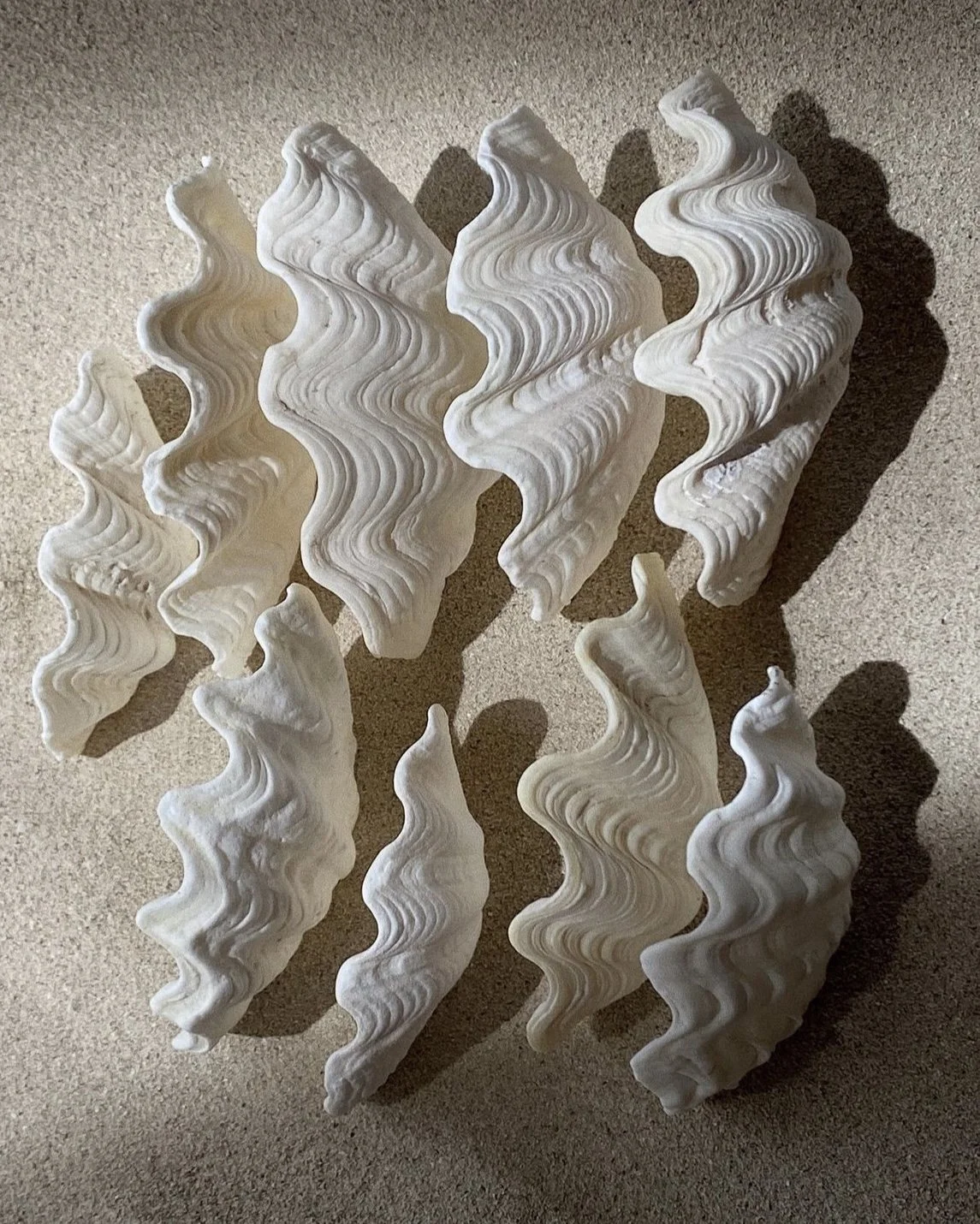 Multiple white seashells with wavy ridges arranged on a beige surface.