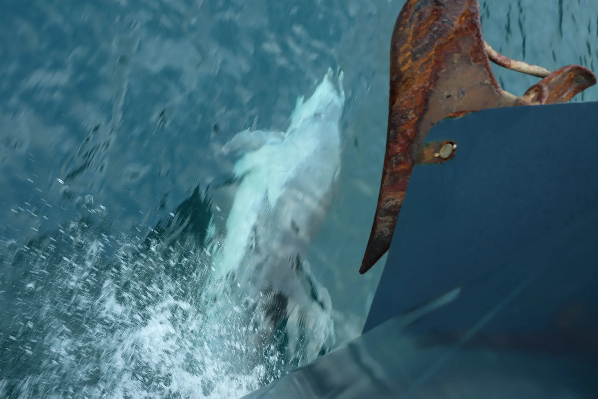 Patea - Doubtful Sounds