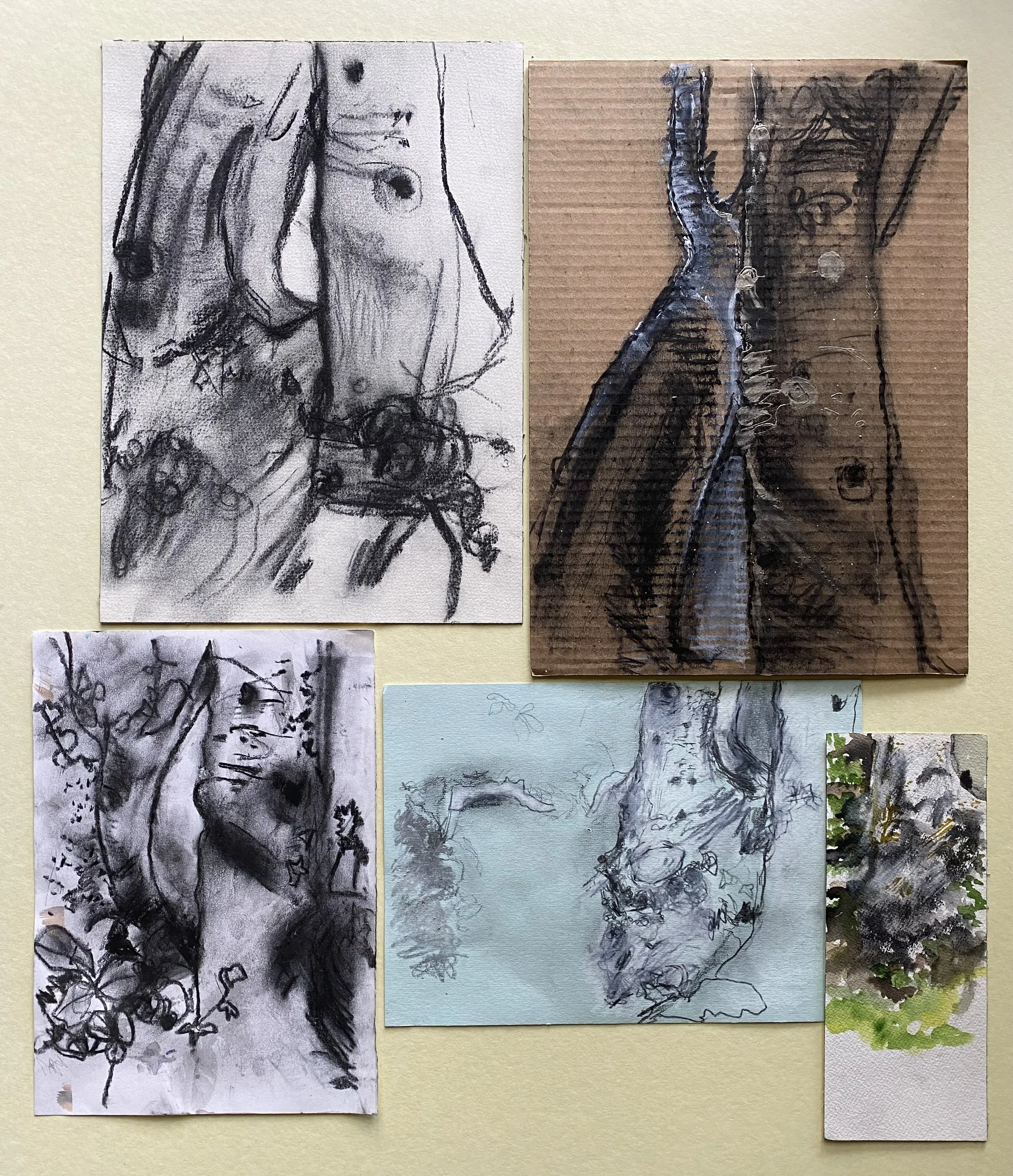 Holly tree studies Sussex '21-'22.jpeg