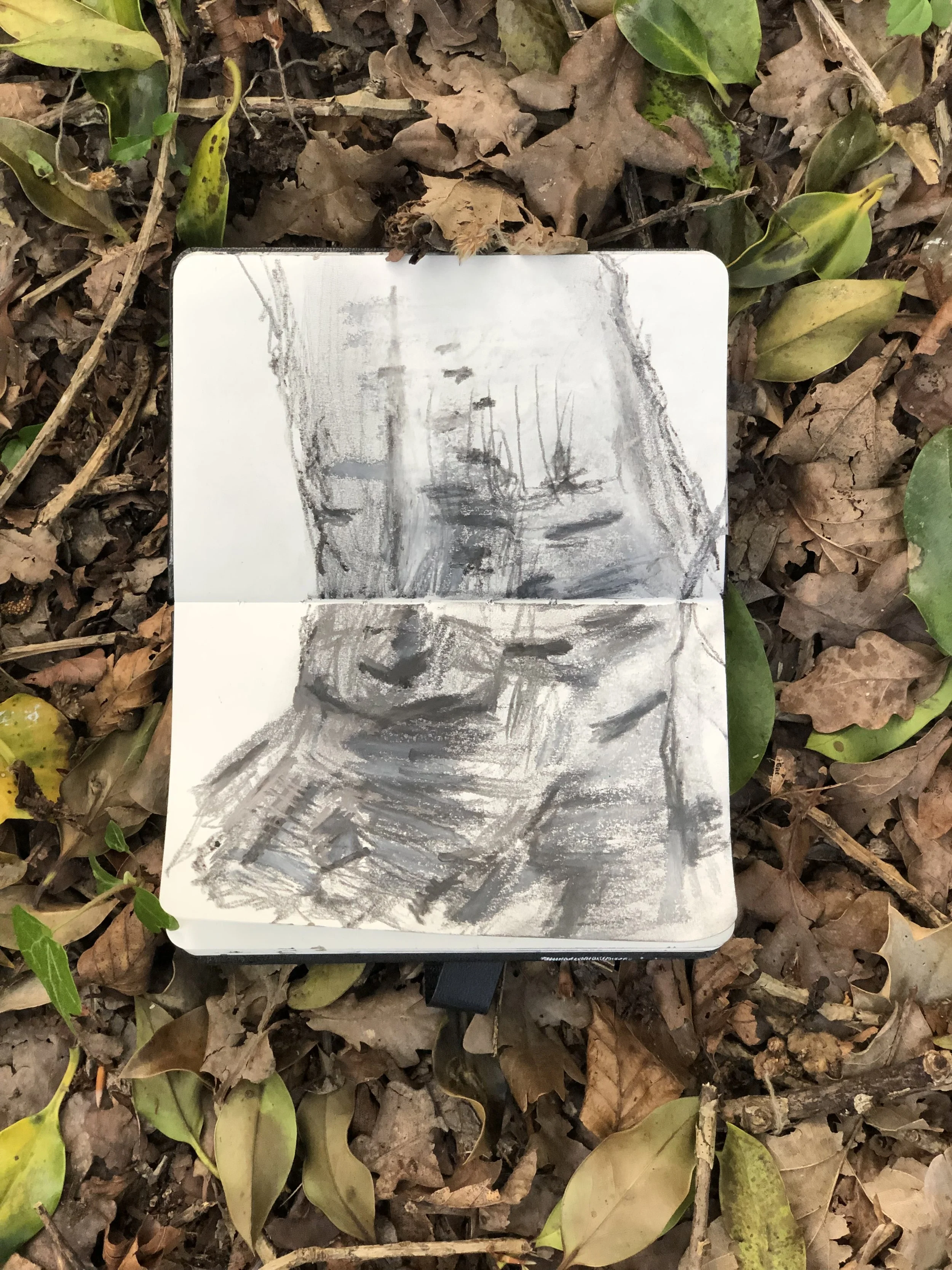 Holly tree trunk Wretham June '21.jpeg