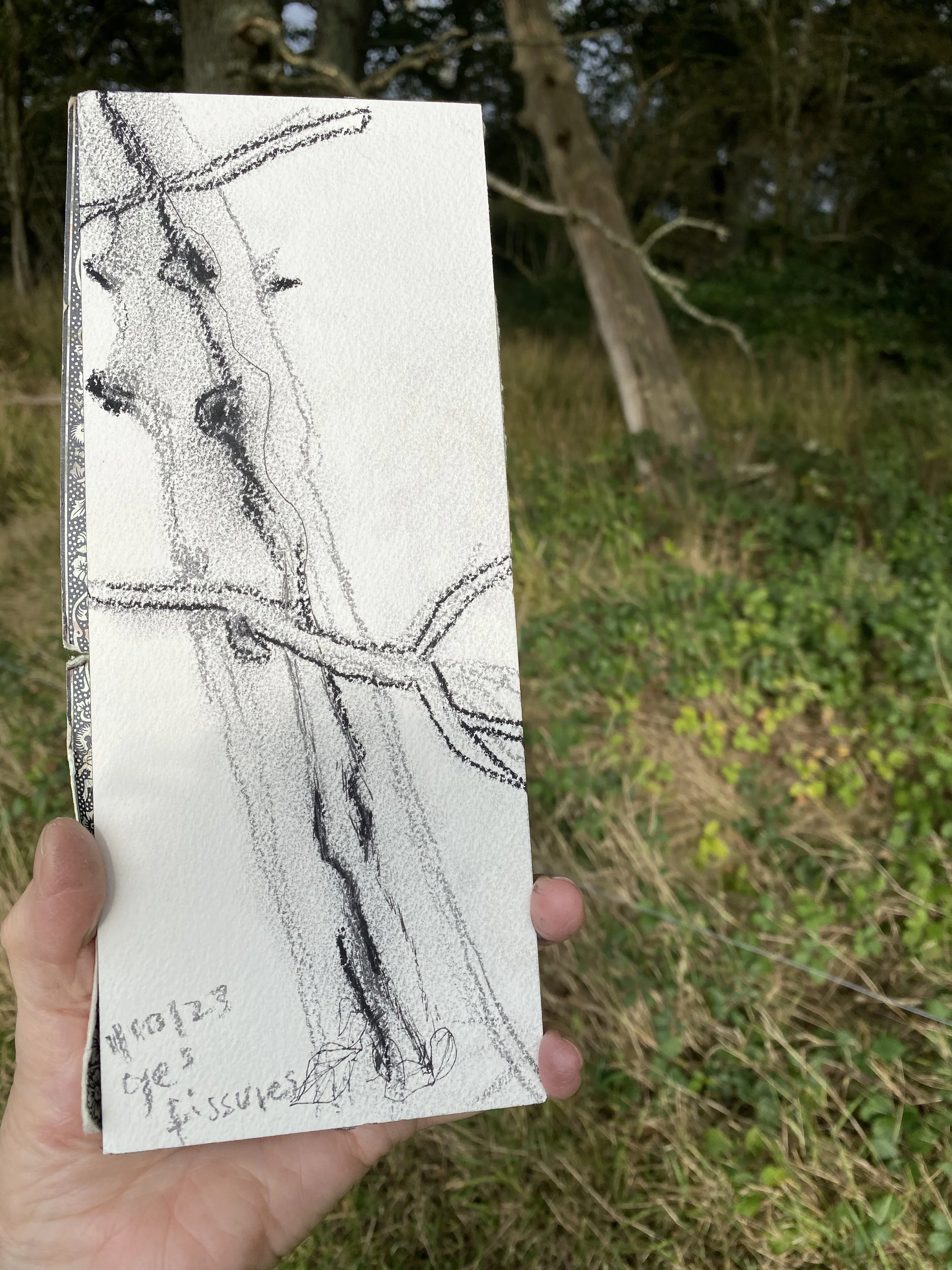 Leaning tree + sketch.jpeg