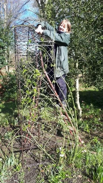 Pruning a rose copy.jpg