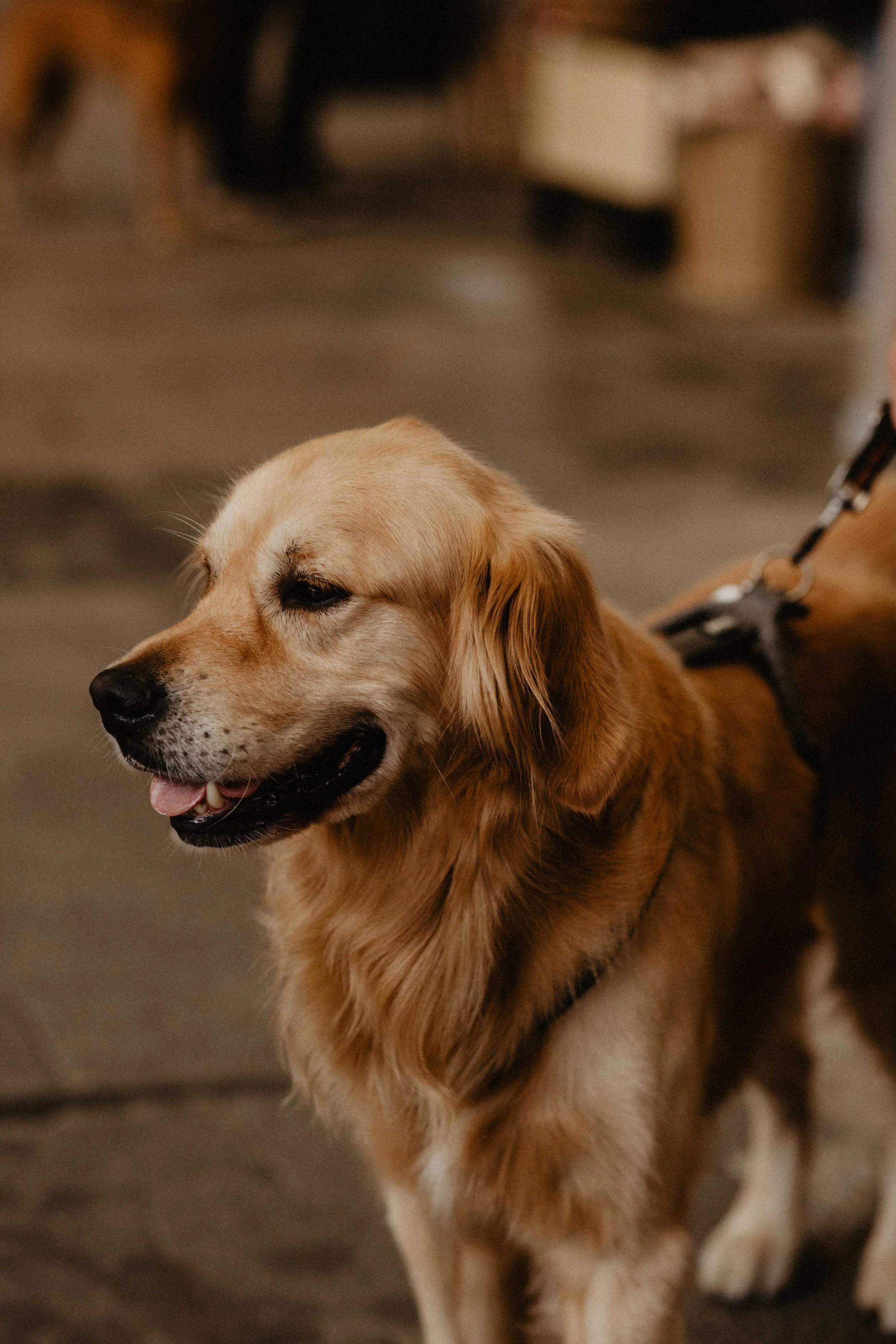 GELSENPAWS2025-68.jpg