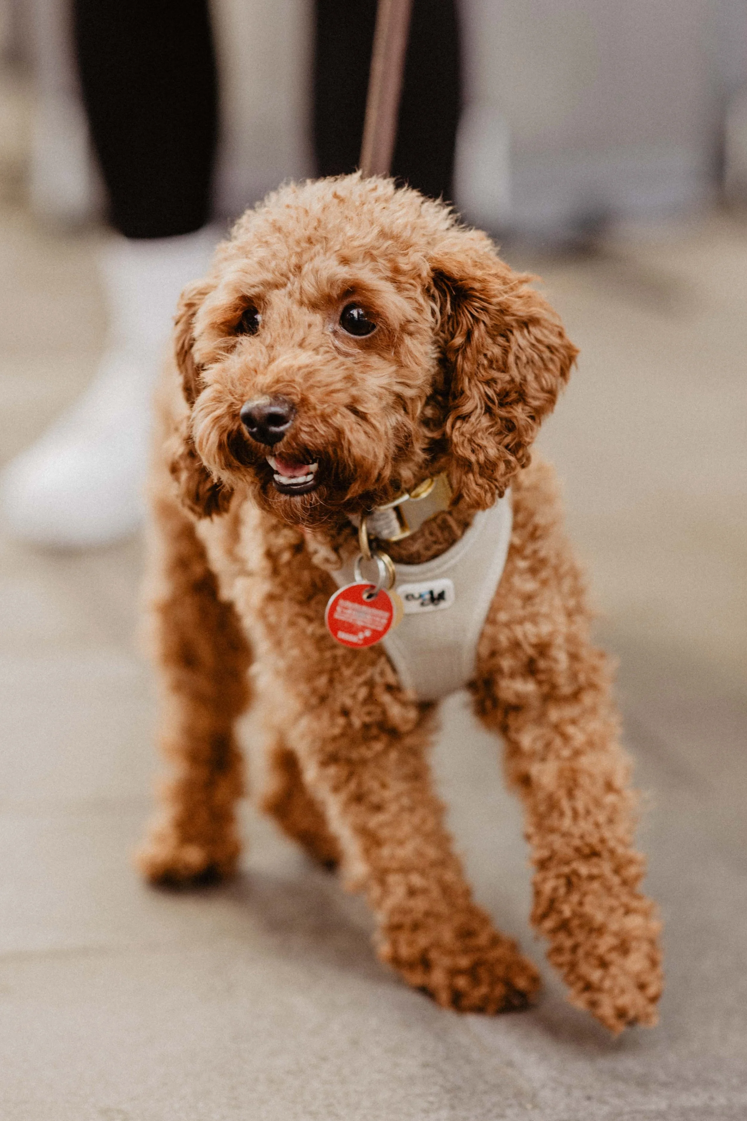 GELSENPAWS2025-97.jpg