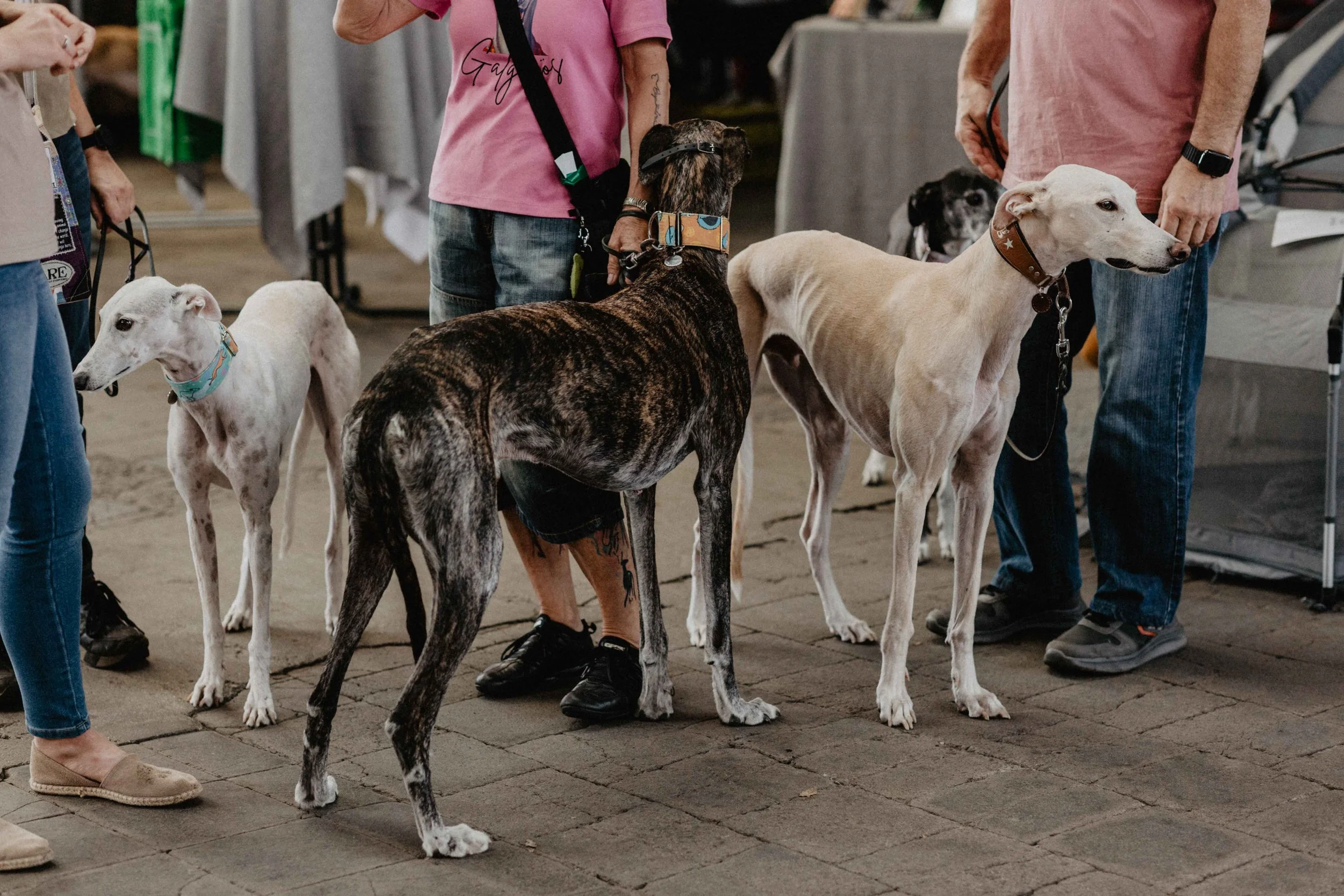 GELSENPAWS2025-104.jpg