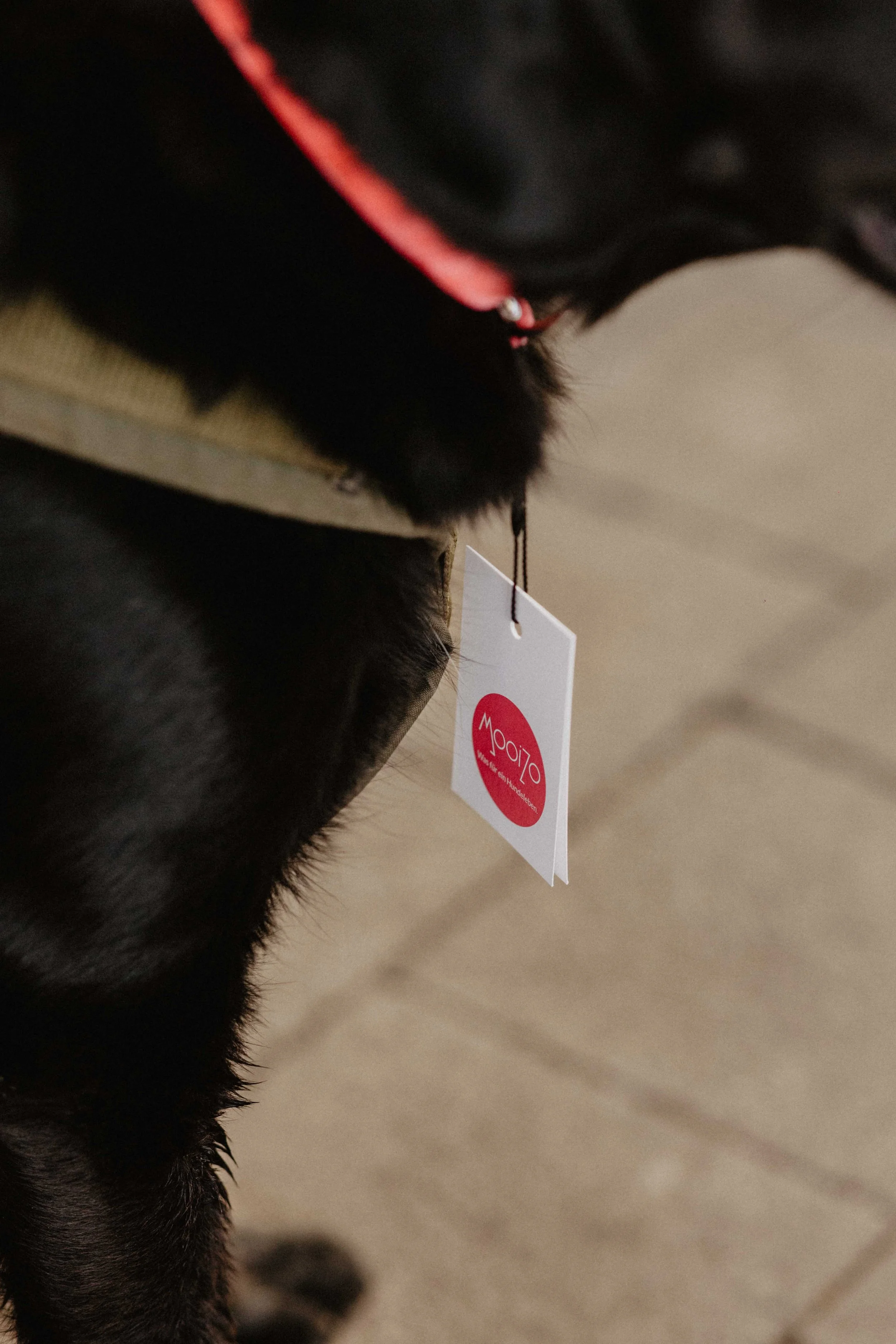 GELSENPAWS2025-93.jpg