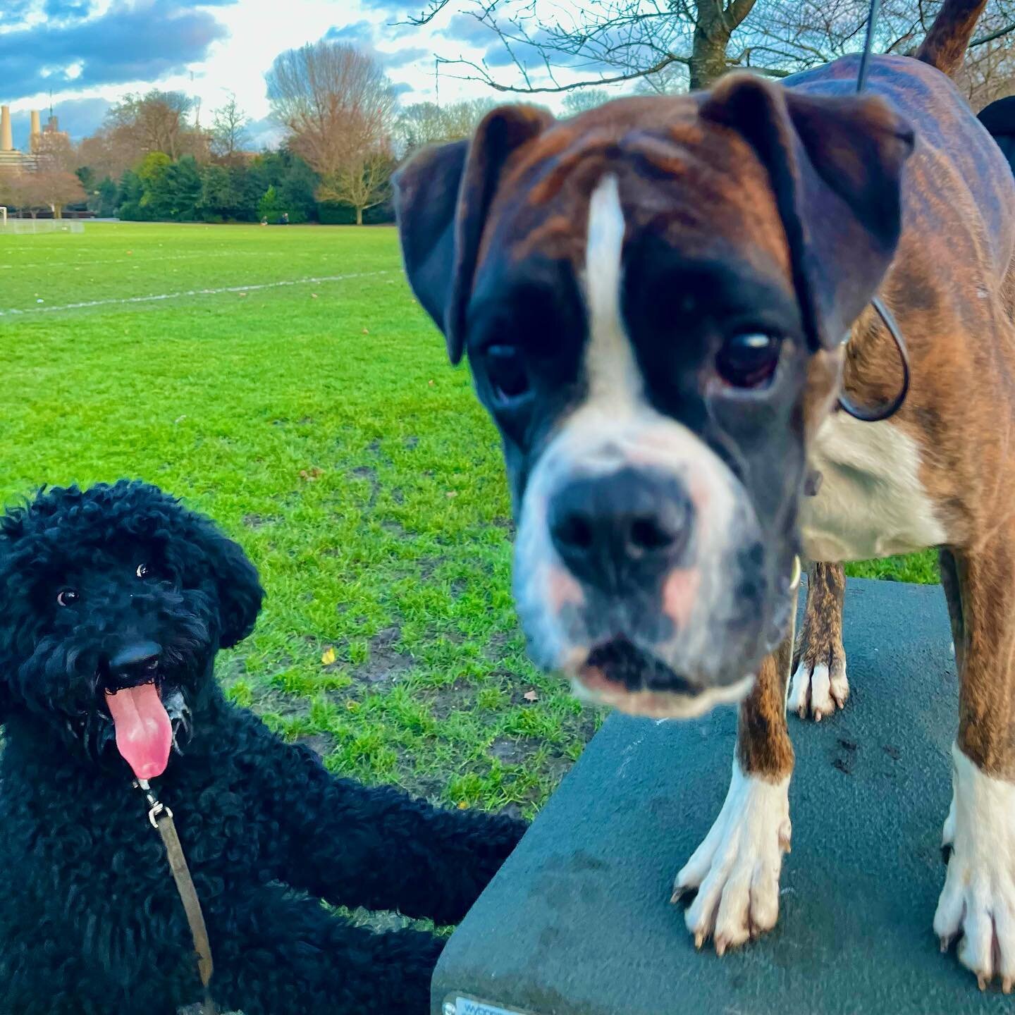 ✨FUN✨FRIDAY✨

Phoenix the Poodle and Koko the Boxer having a blast in the park together 🤩