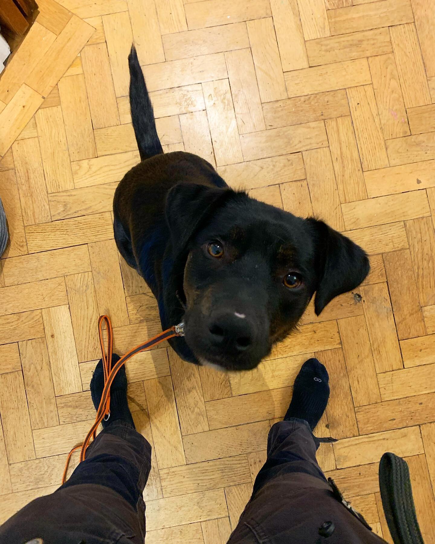 🎉Welcome Natan! 🎉

Natan the rescue mix has joined us for our Advanced Obedience program, in his first two weeks he has come on leaps and bounds thanks to the dedication and hard work of his owners! 

Natan isn&rsquo;t the most confident boy and is
