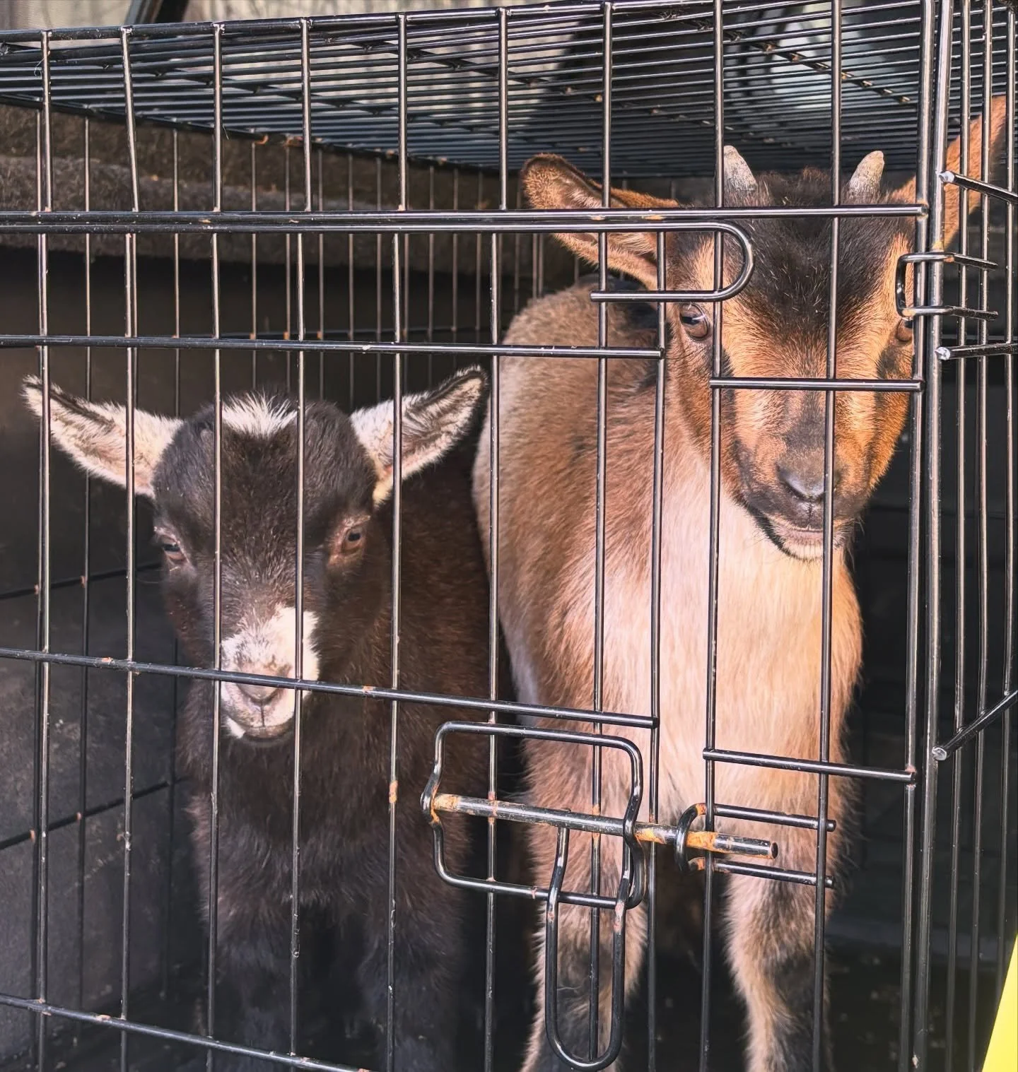 Everyone is welcome at Barley Pop! Here are our mascots Barley and Poppy 🐐#stopkiddingaround #kidfriendly #craftbeer #barleypop #pnwcraftbeer
