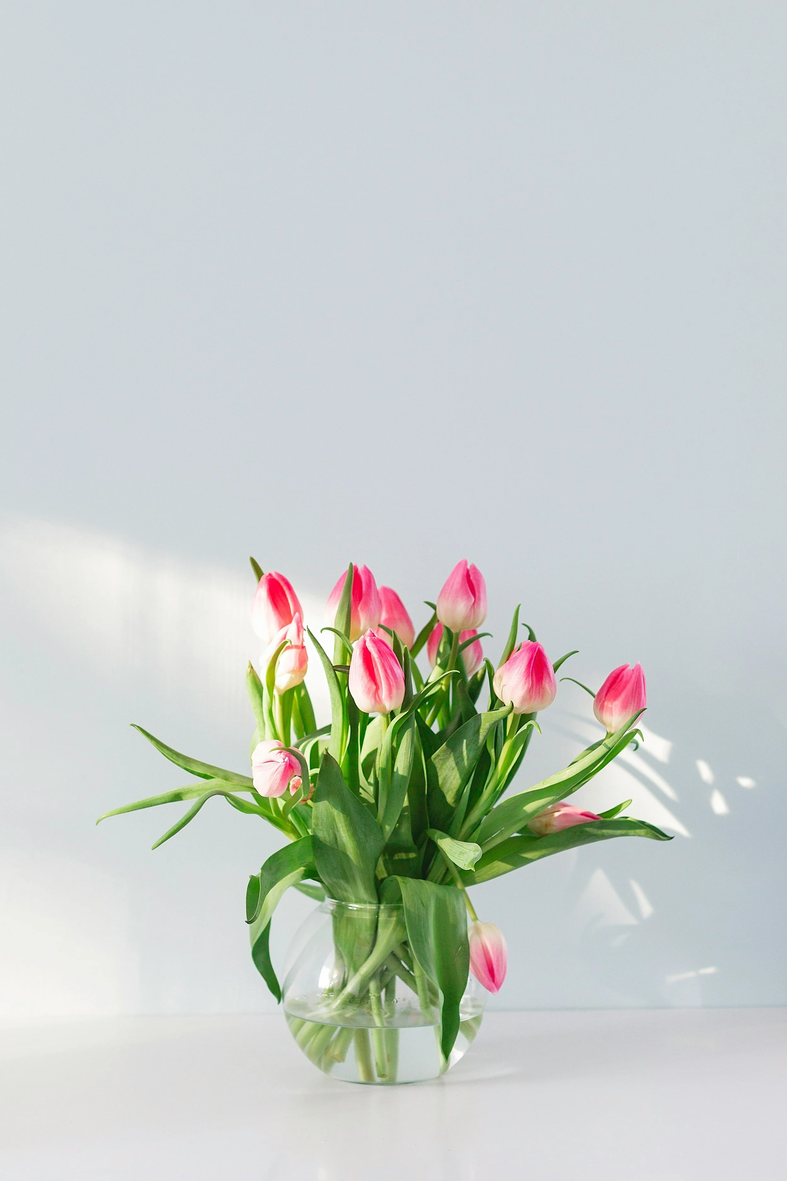 Tulips