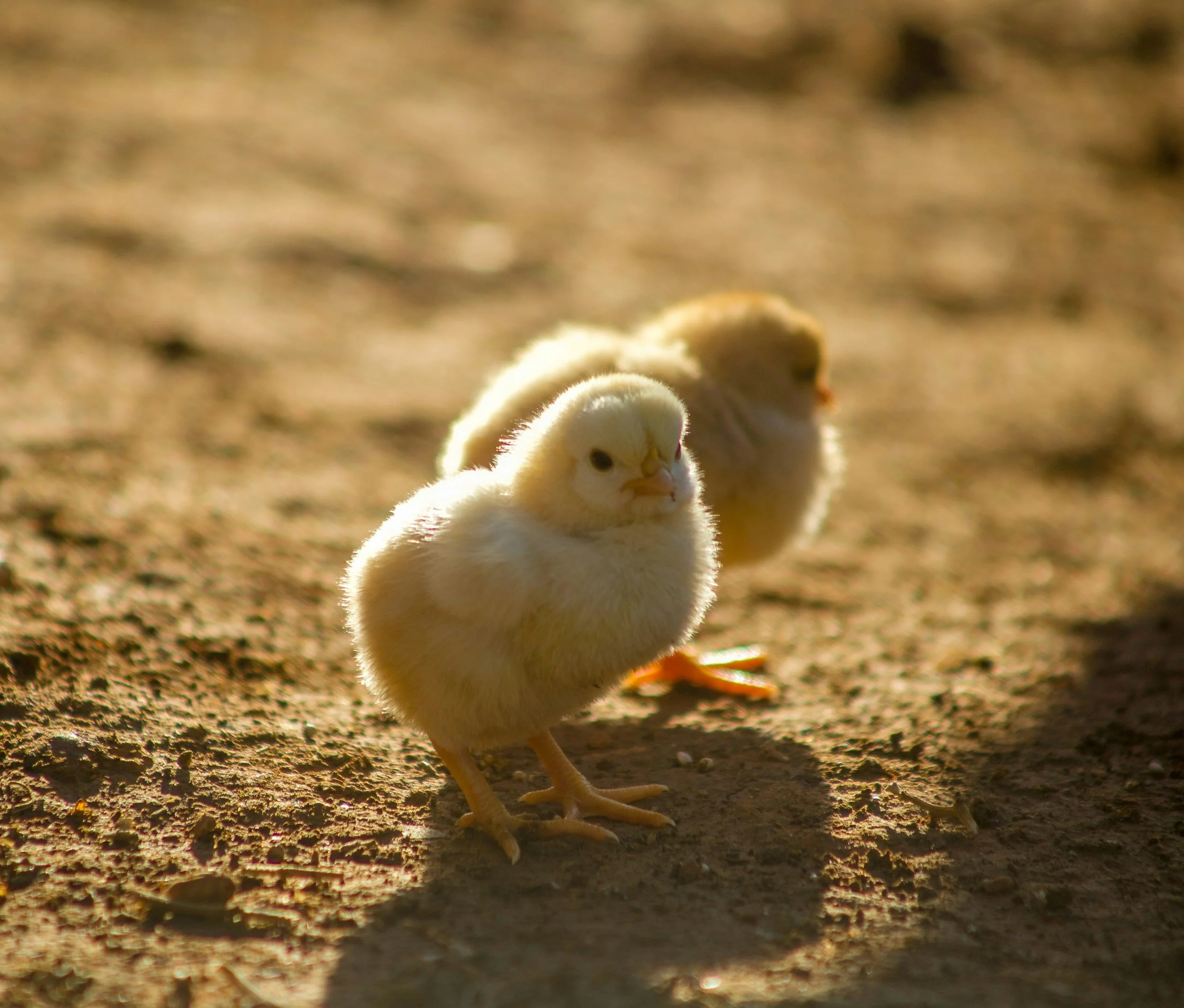 Chicks (baby chickens)