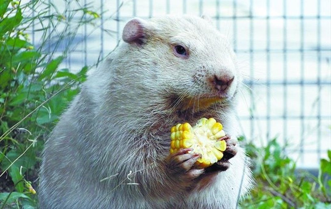 Wiarton Willie, the albino groundhog