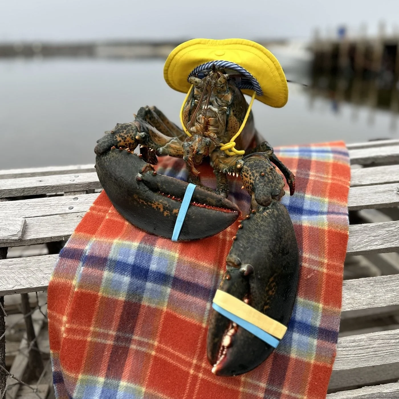 Lucy the Atlantic Lobster