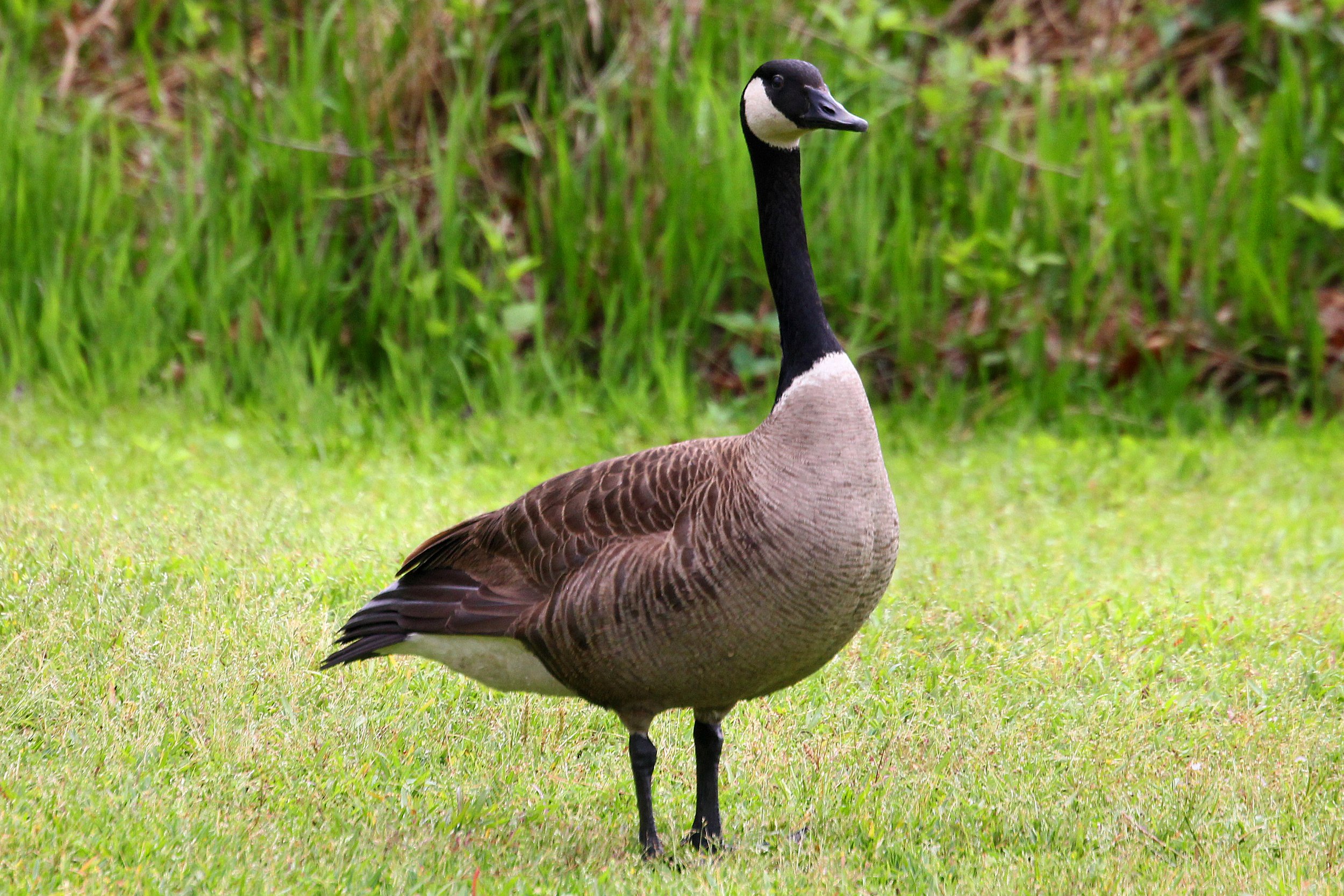 Canada Goose