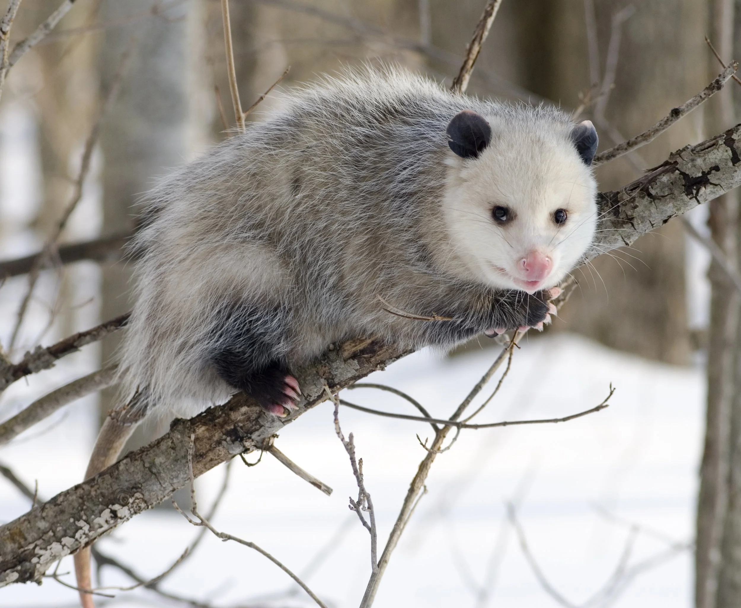 Wintered North American Opossum