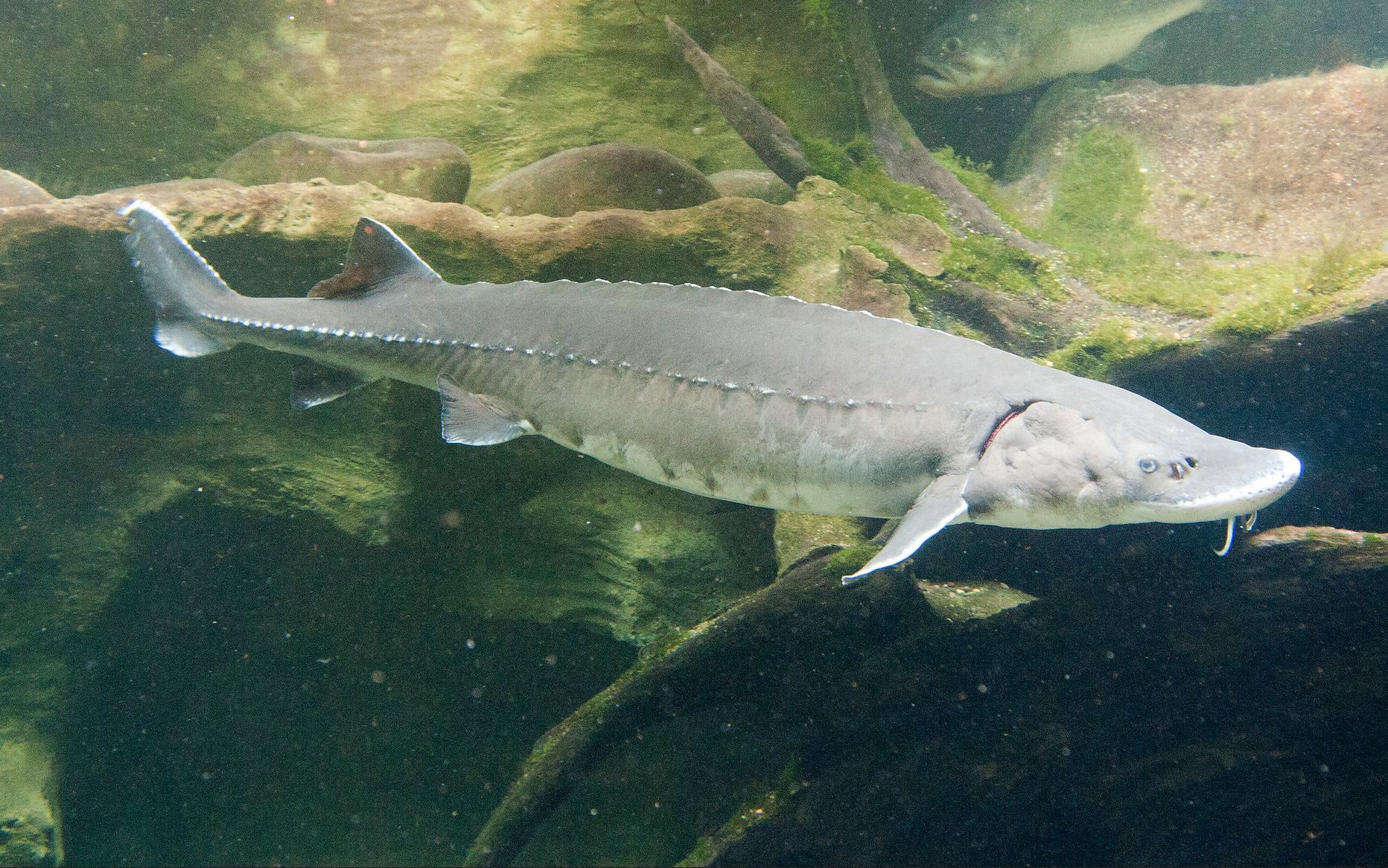 Lake Sturgeon