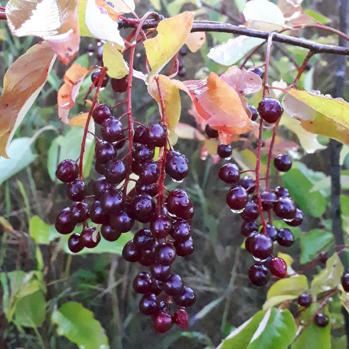 Chokecherries