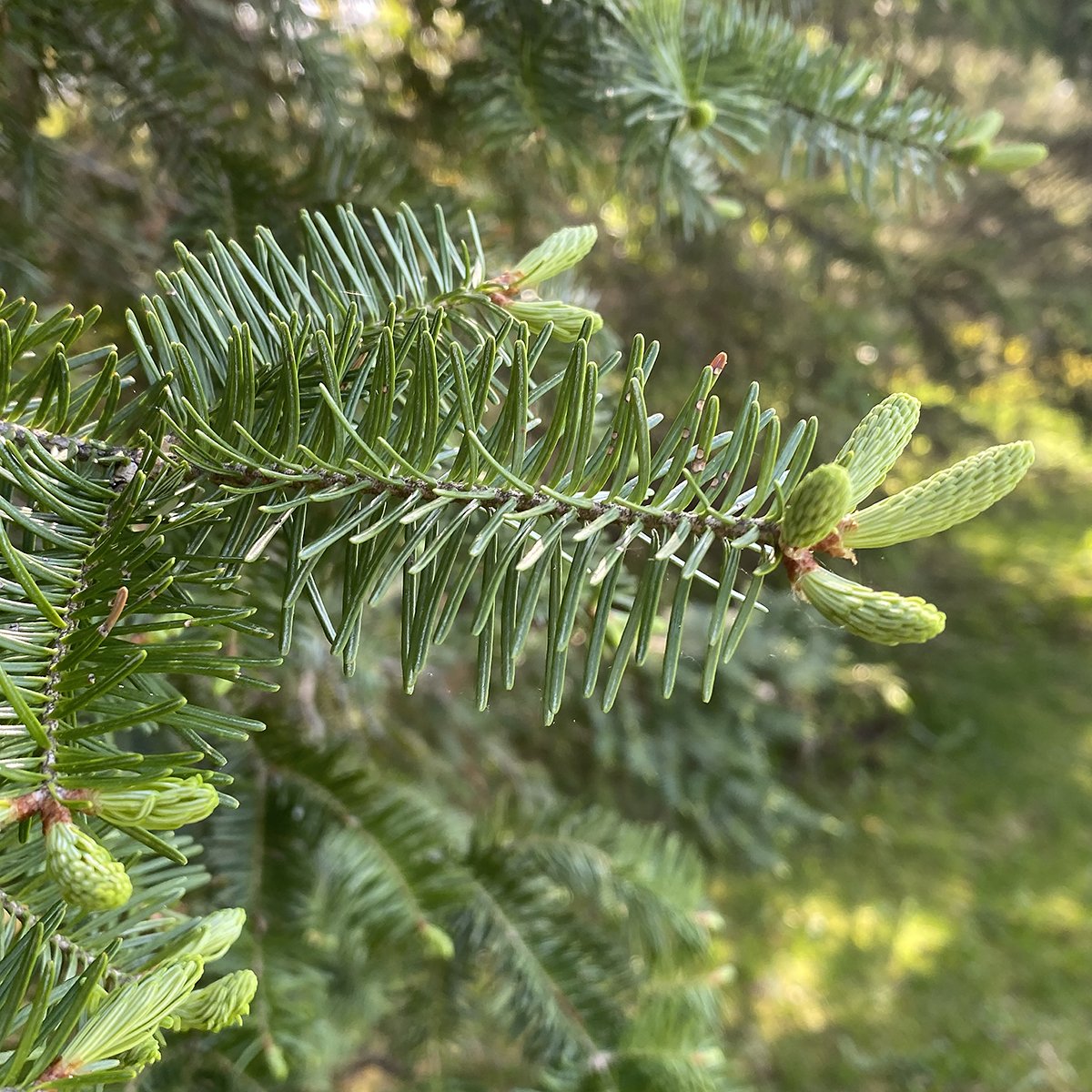 Balsam Fir Needles