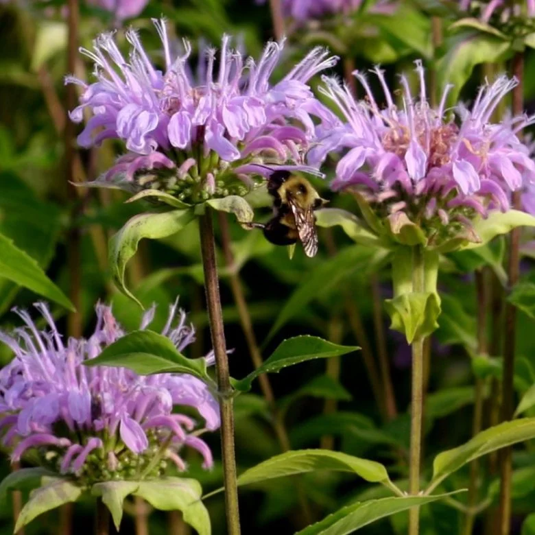 Bergamot