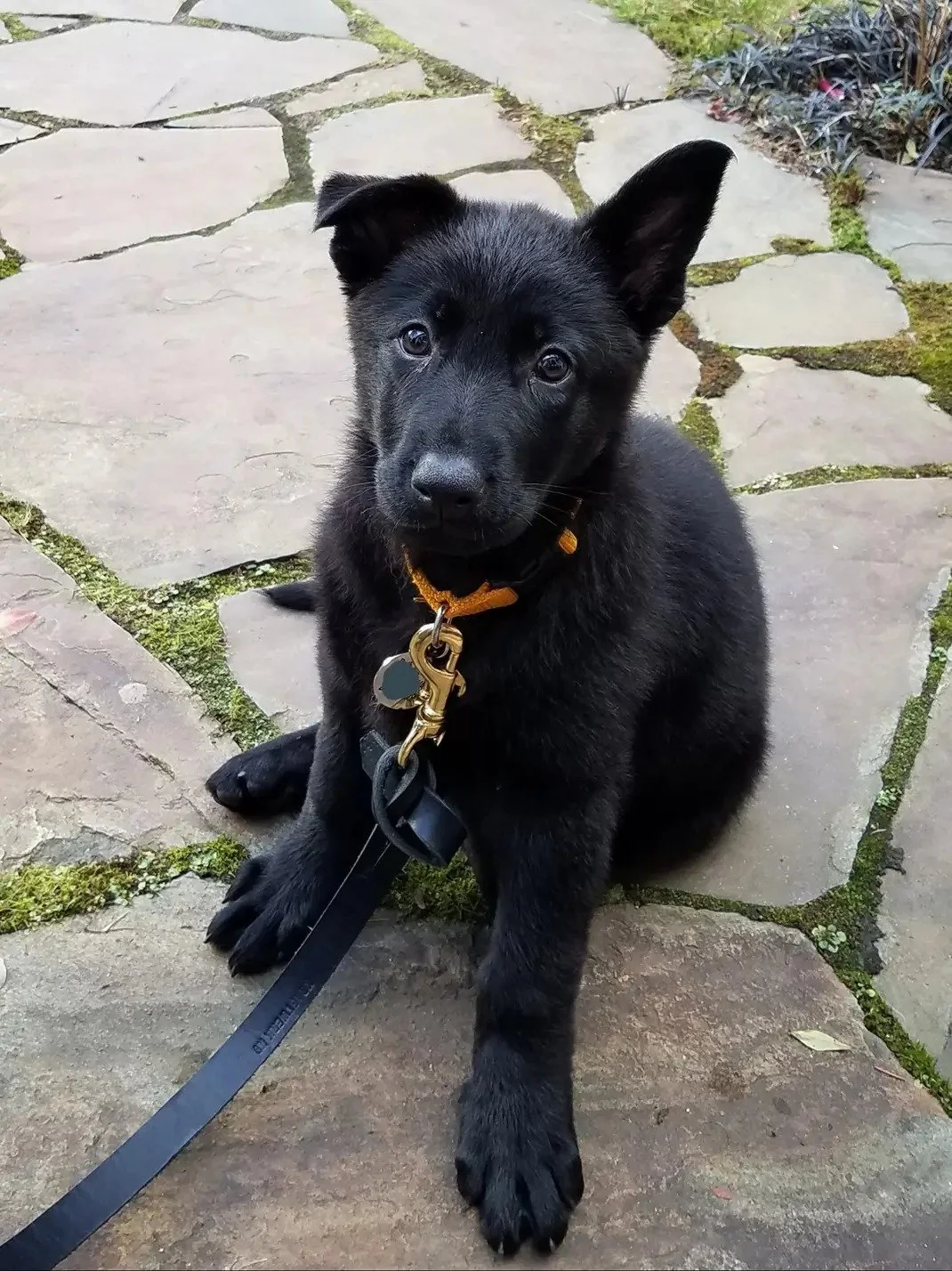 Doggie Daycare Regret: Puppy Trauma, Ignorance, and AI’s Surprising Help