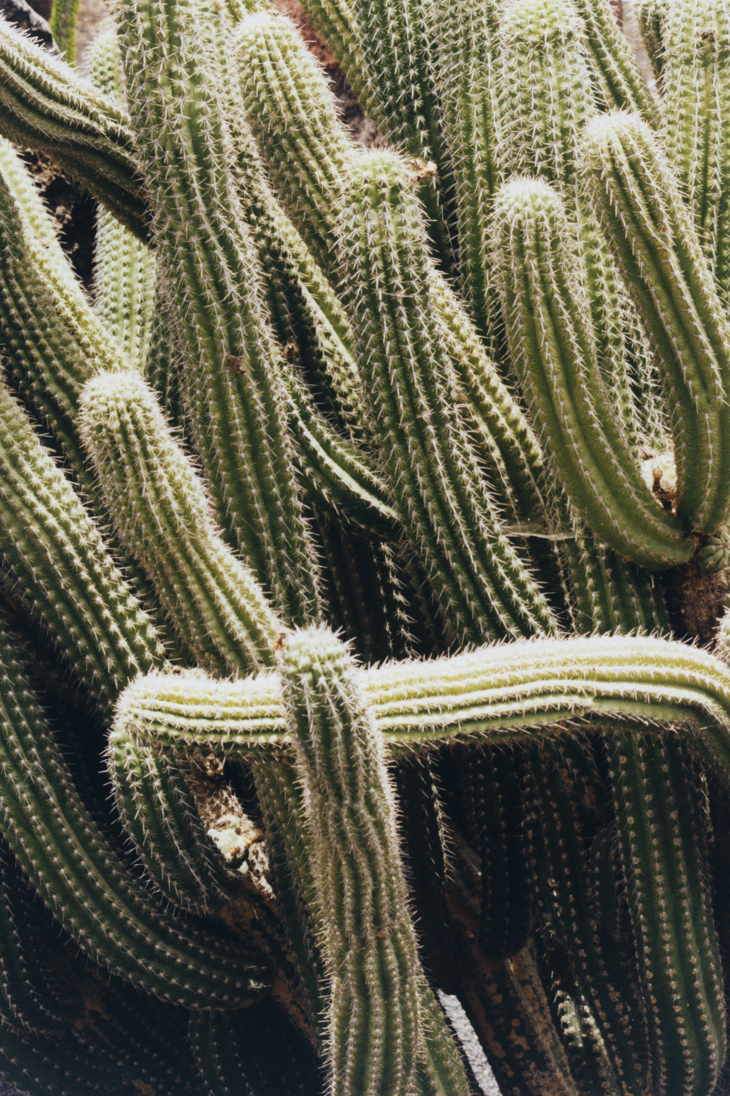 Cactus Garden