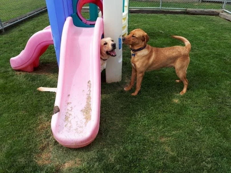 Services — Sweet Dreams Luxury Pet Resort