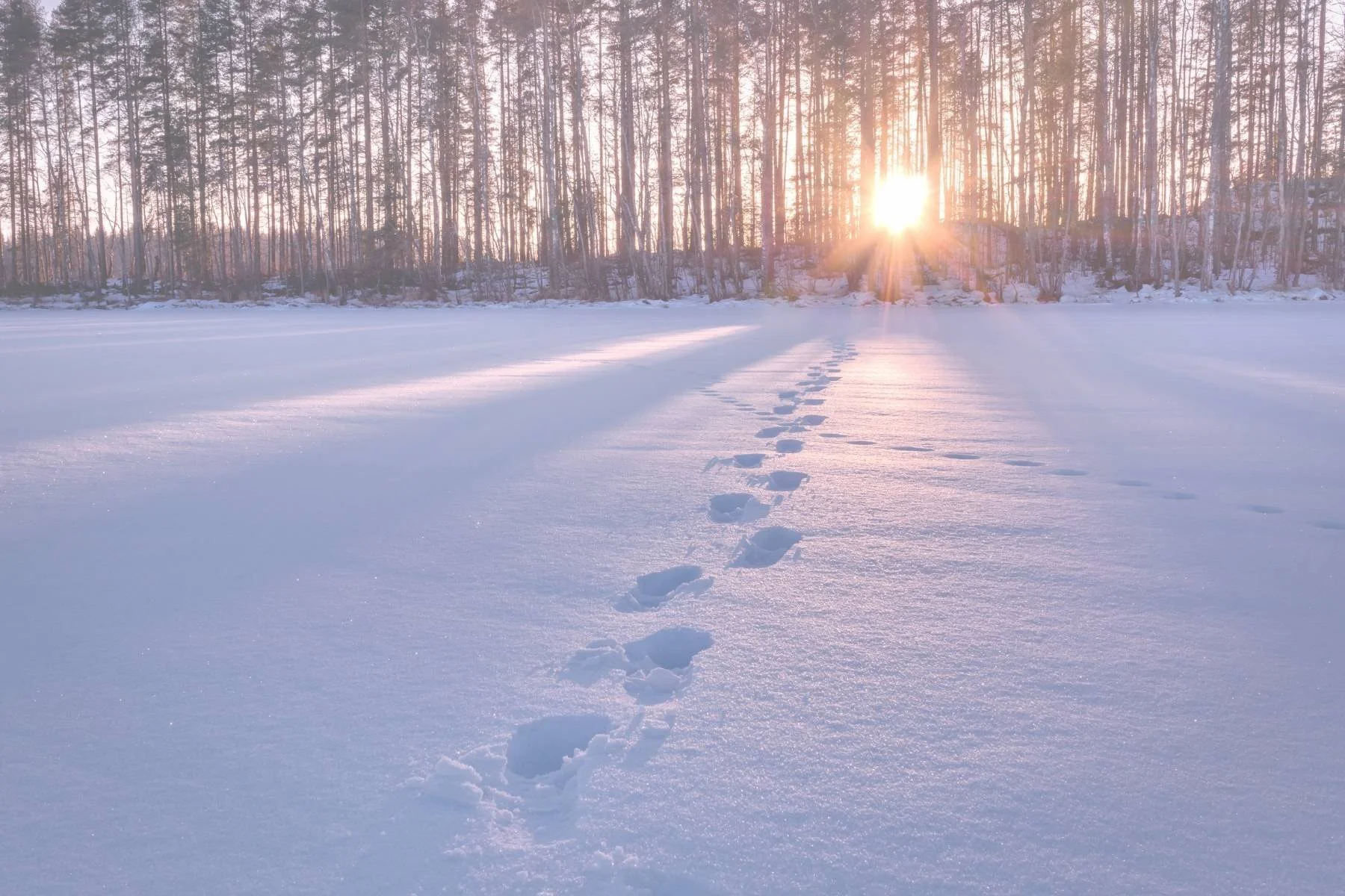 Footprints in snowy field toward treeline with sunrise filtering through showing how small steps in winter symbolise sustainable change and long term wellbeing