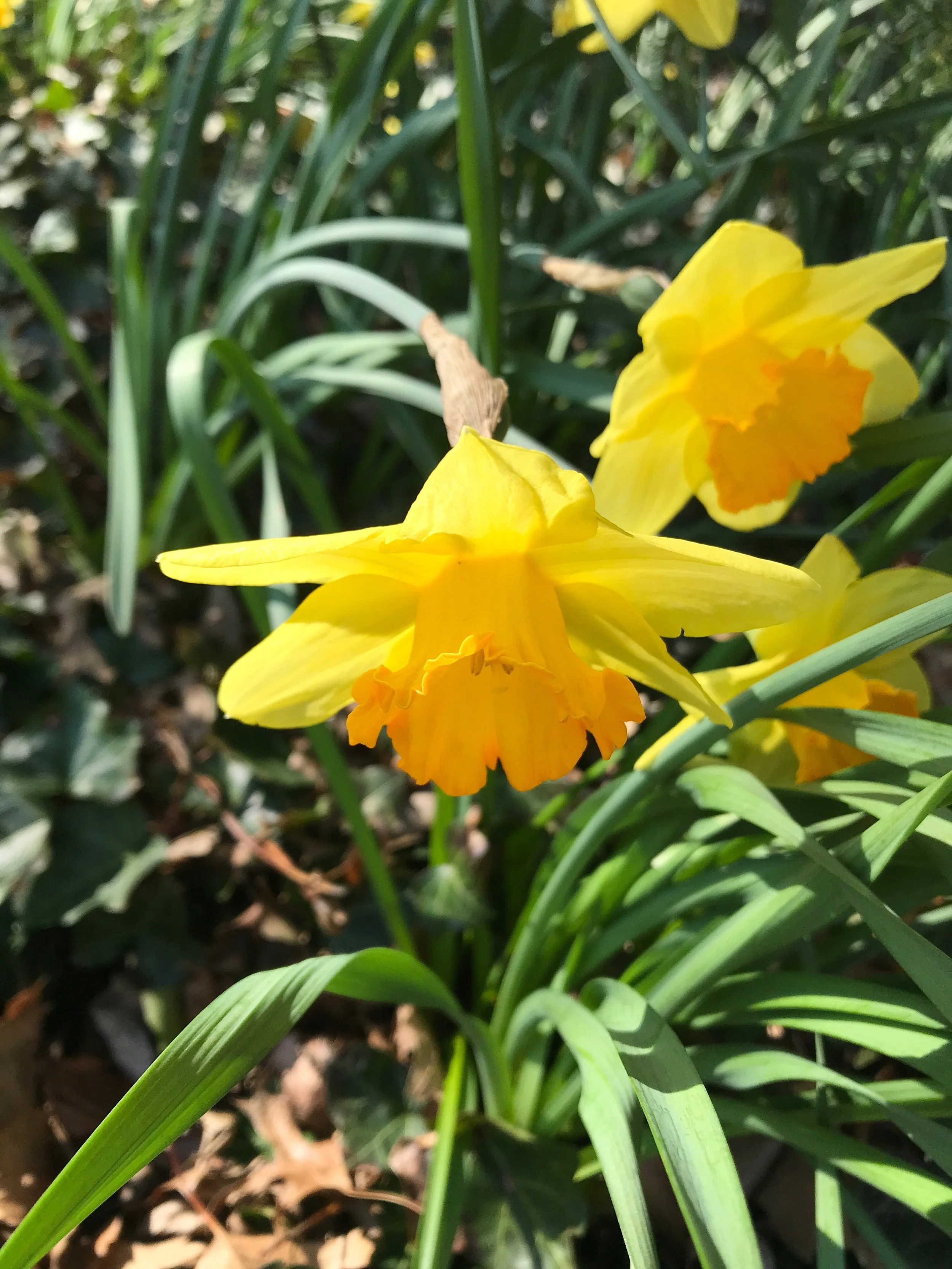 Yellow daffodil flowers blooming among green leaves and grass.