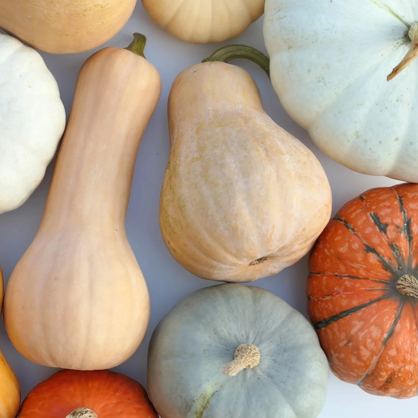 Squash Therapy