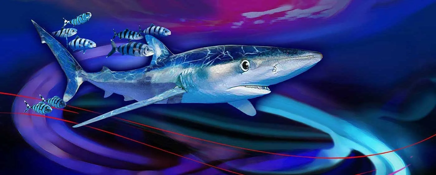 Blue Shark and Pilot Fish 30x16 Stretched Canvas -csteelfox.com