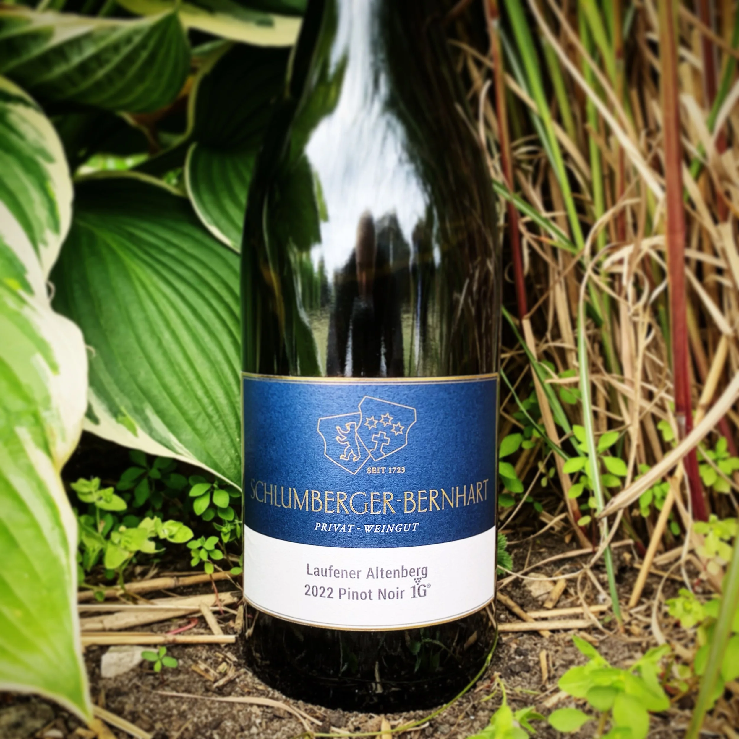 Privat-Weingut Schlumberger-Bernhart - Laufener Altenberg Pinot Noir 1G 2022