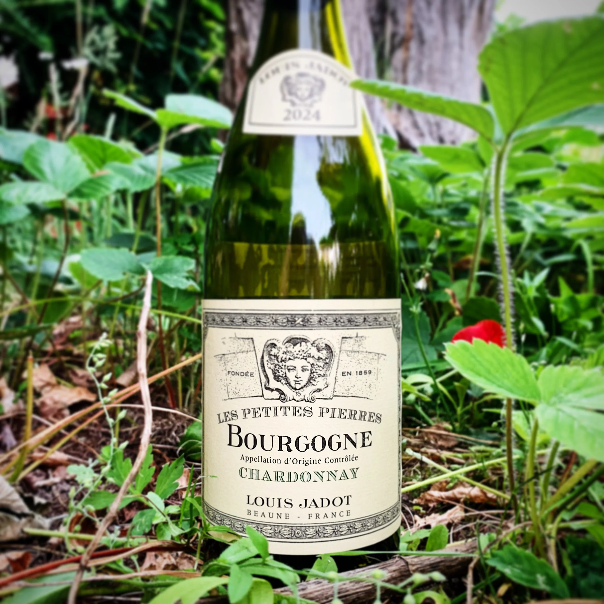 Maison Louis Jadot - Bourgogne Blanc ‘Let Petites Pierres’&nbsp;2024