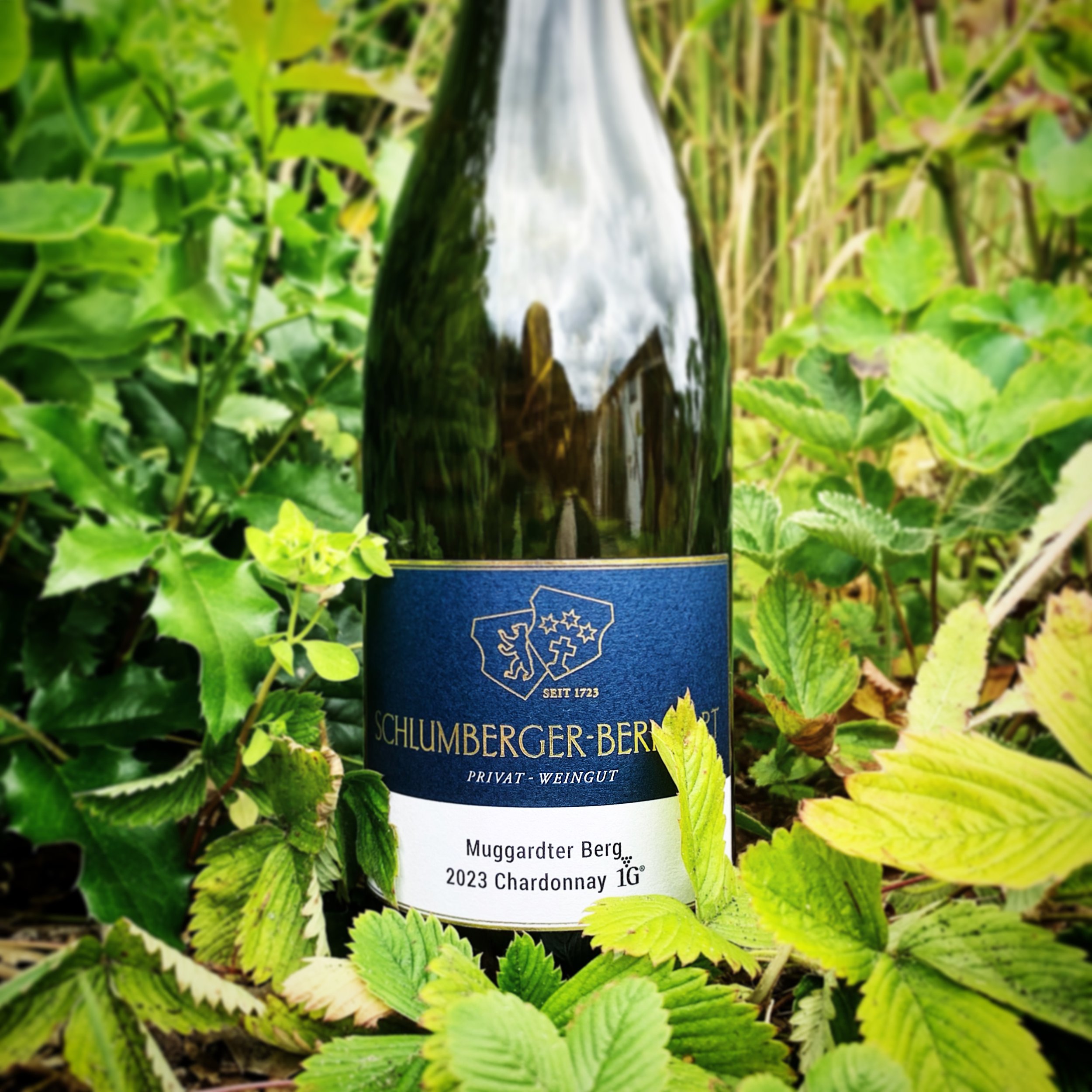 Privat-Weingut Schlumberger-Bernhart - Muggardter Berg Chardonnay 1G 2023