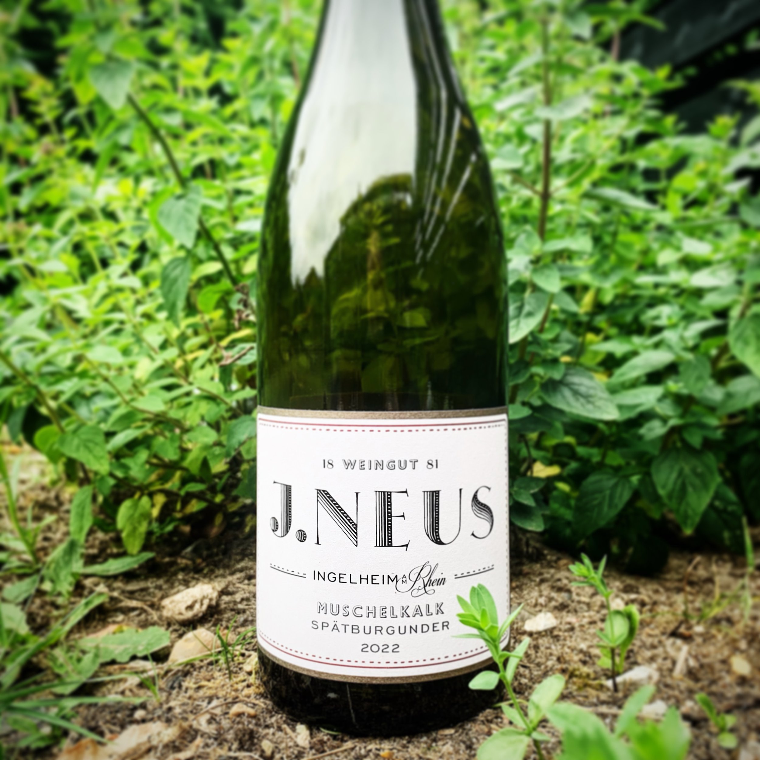 Weingut J. Neus - Spätburgunder ‘Muschelkalk’ 2022