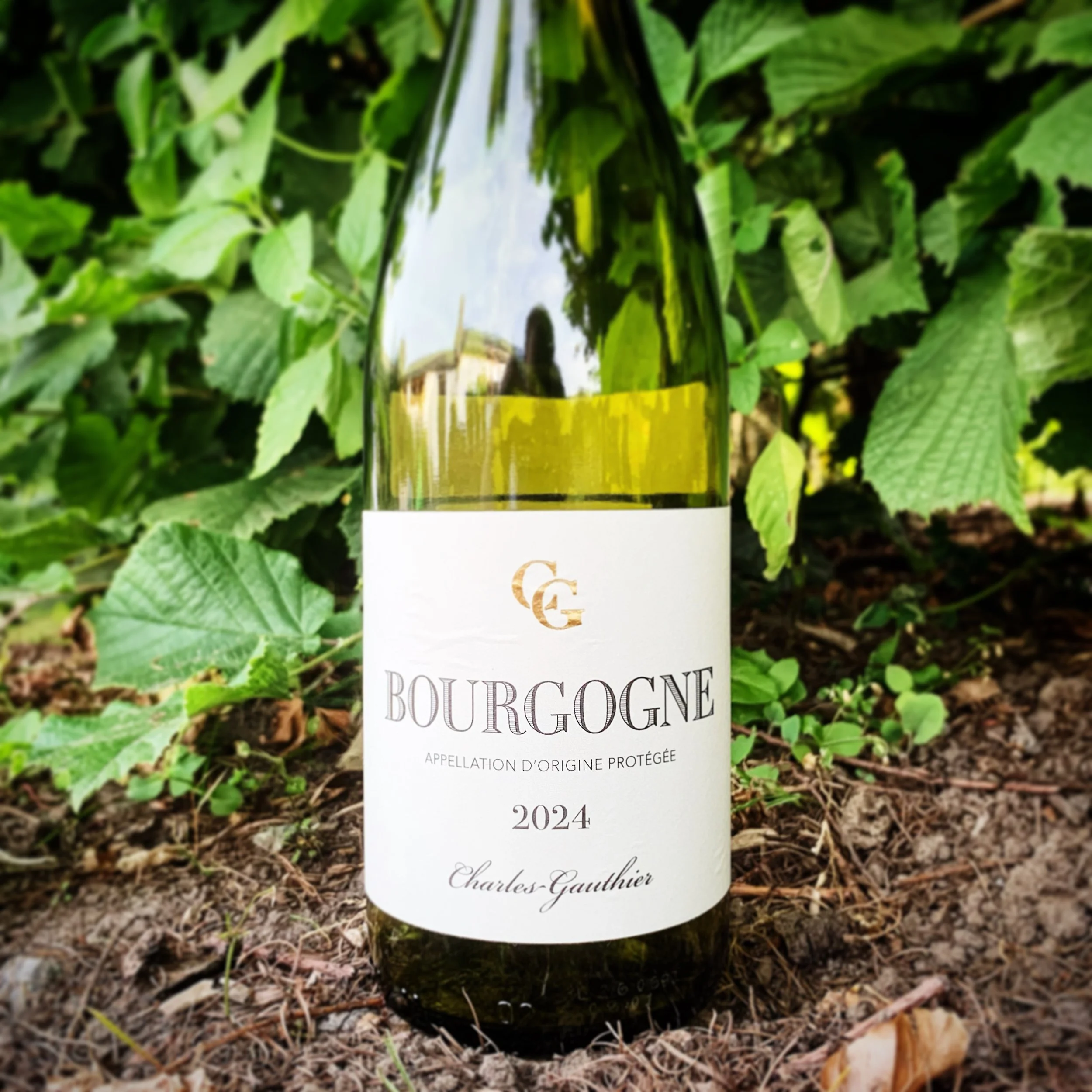 Charles-Gauthier - Bourgogne Blanc 2024