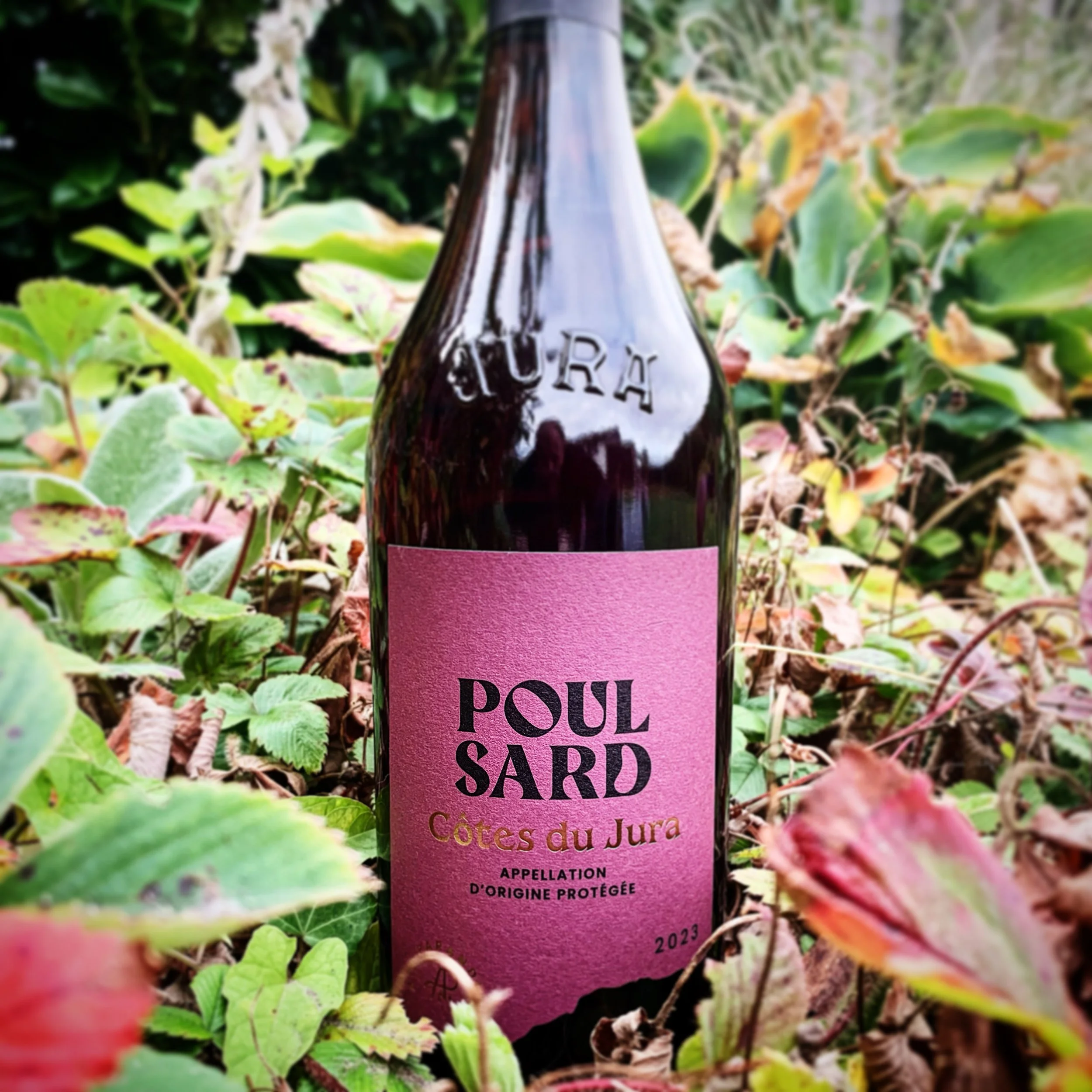 A.N. Parandier - Poulsard 2023